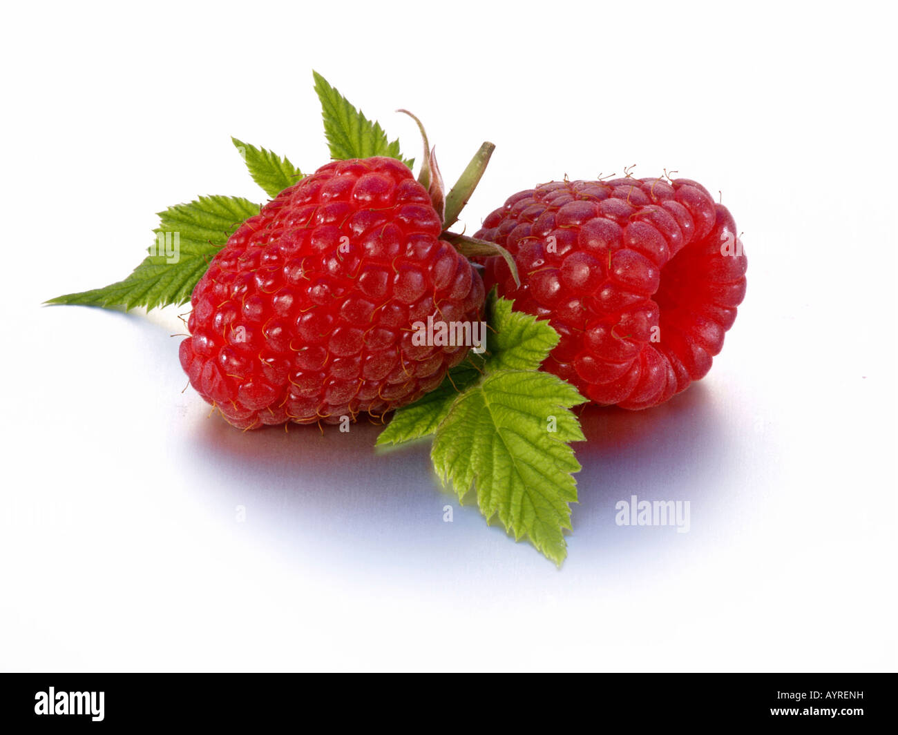 Two raspberries with leaves Stock Photo