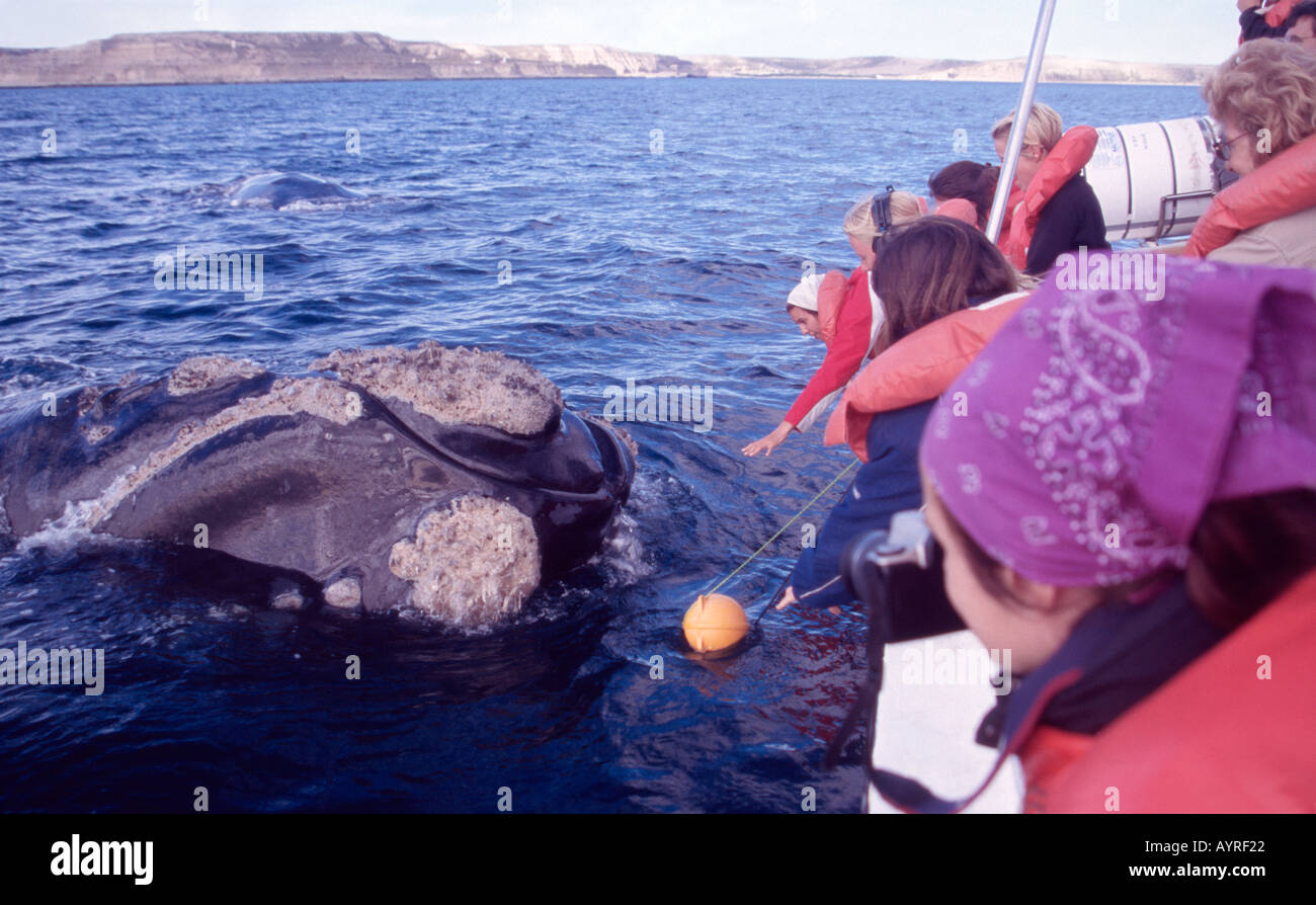 November 2003 Patagonia Argentina Whale watchers and southern right whale near Puerto Piramides Chubut Stock Photo