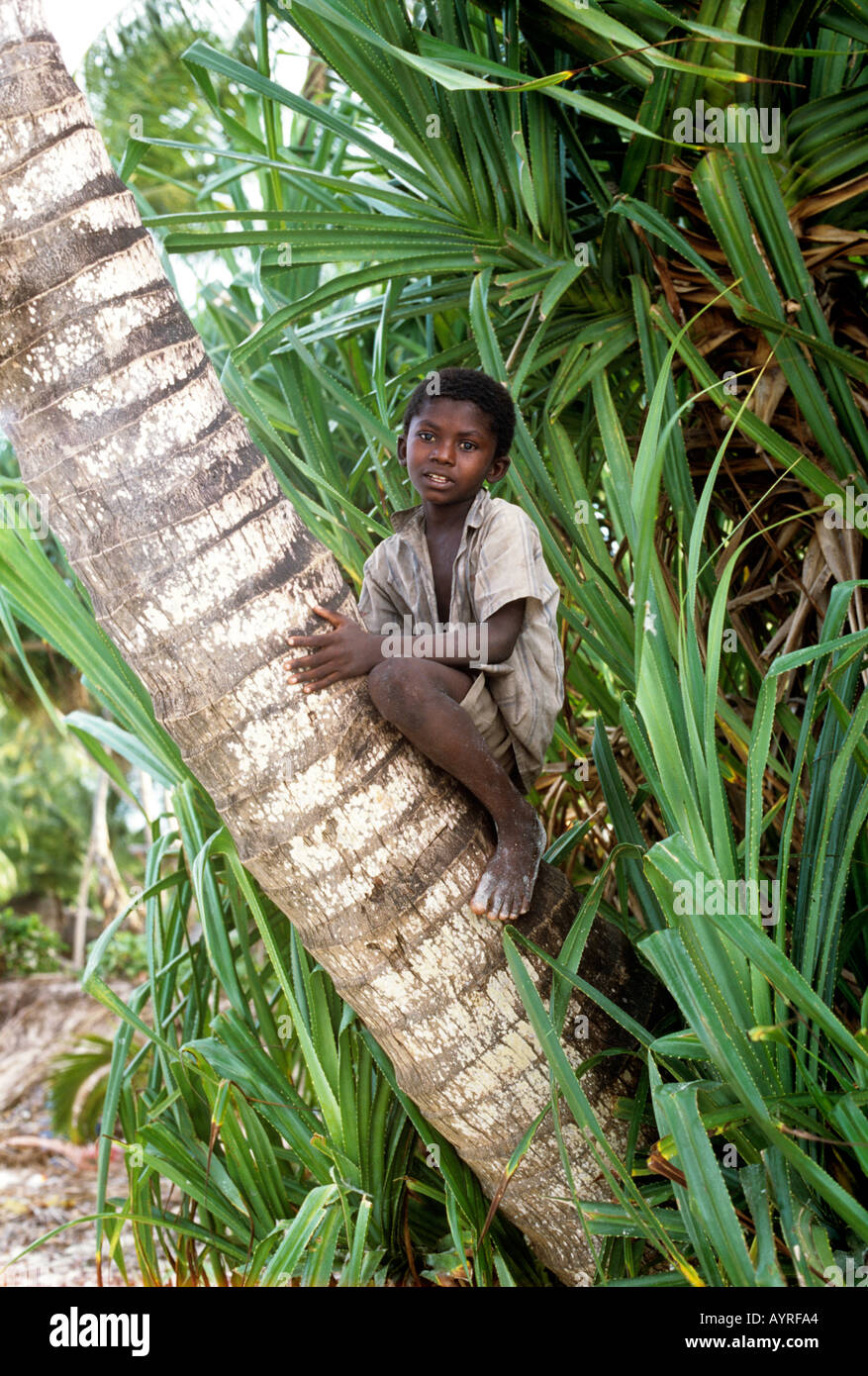 Local boy from Nungwi village climbing coconut palm on the north west of Zanzibar Island, Tanzania Stock Photo
