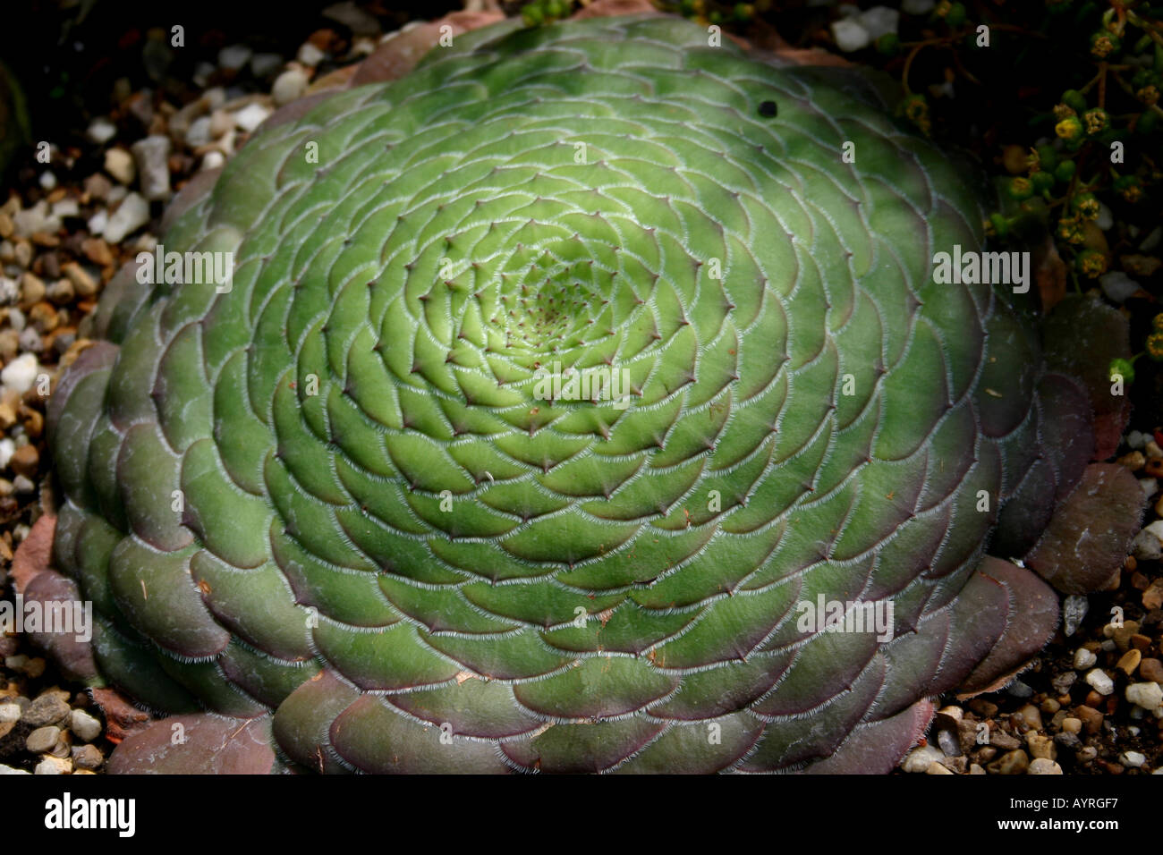 Aeonium Tabuliforme, Evergreen,Succulent, Plant, Stock Photo