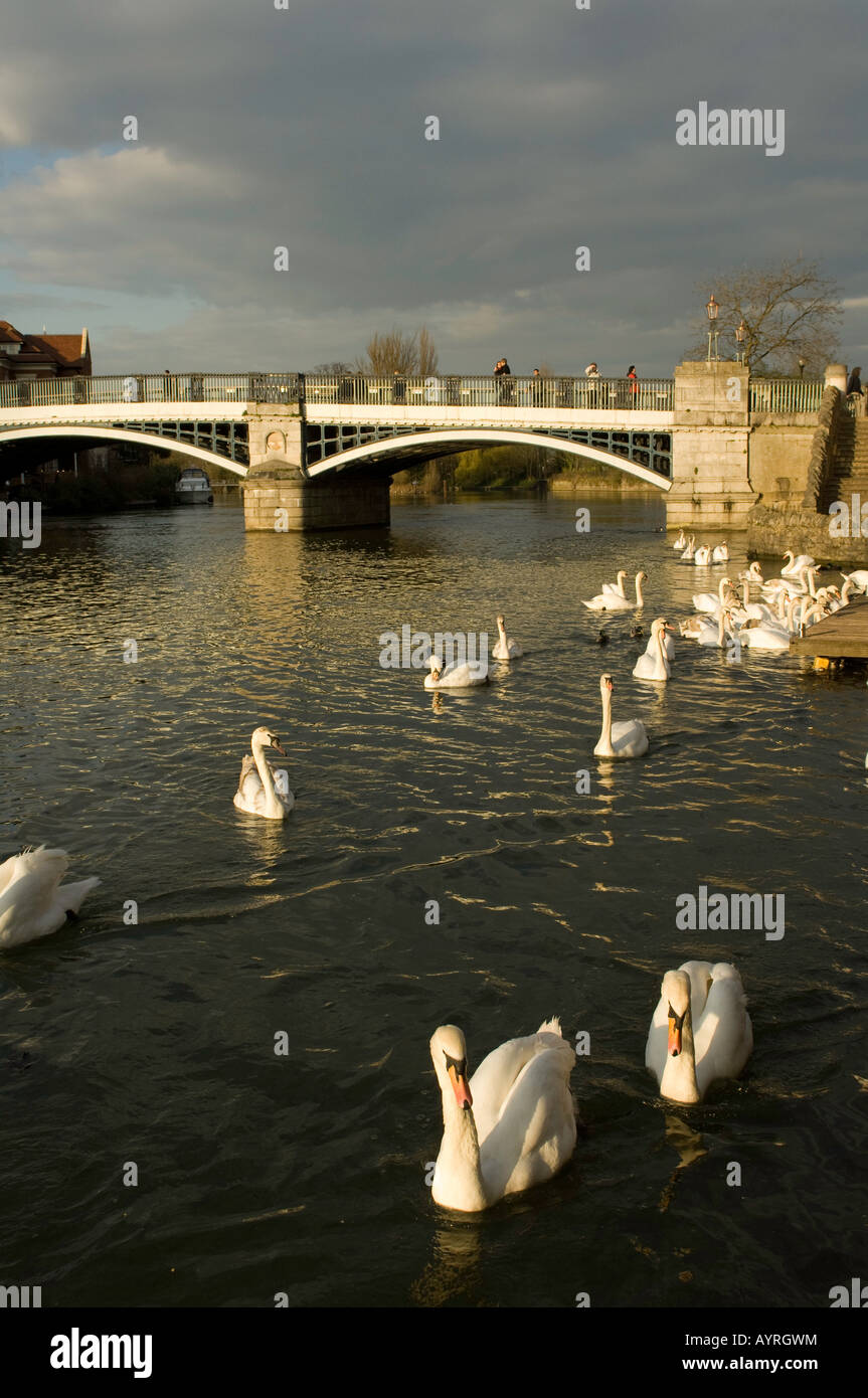 Feeding Mute swans on the River Thames between Windsor and Eton Stock Photo