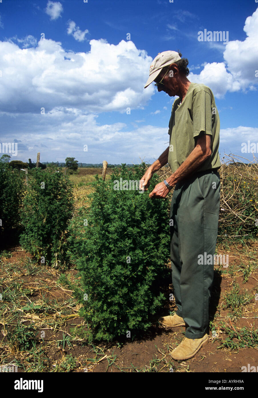 Farmer with Artemesia crop, Mount Elgon region, Kenya Stock Photo