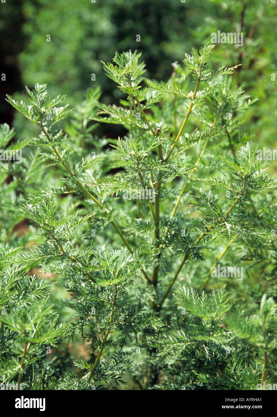 Flourishing Artemesia crop, Mount Elgon region, Kenya, East Africa Stock Photo