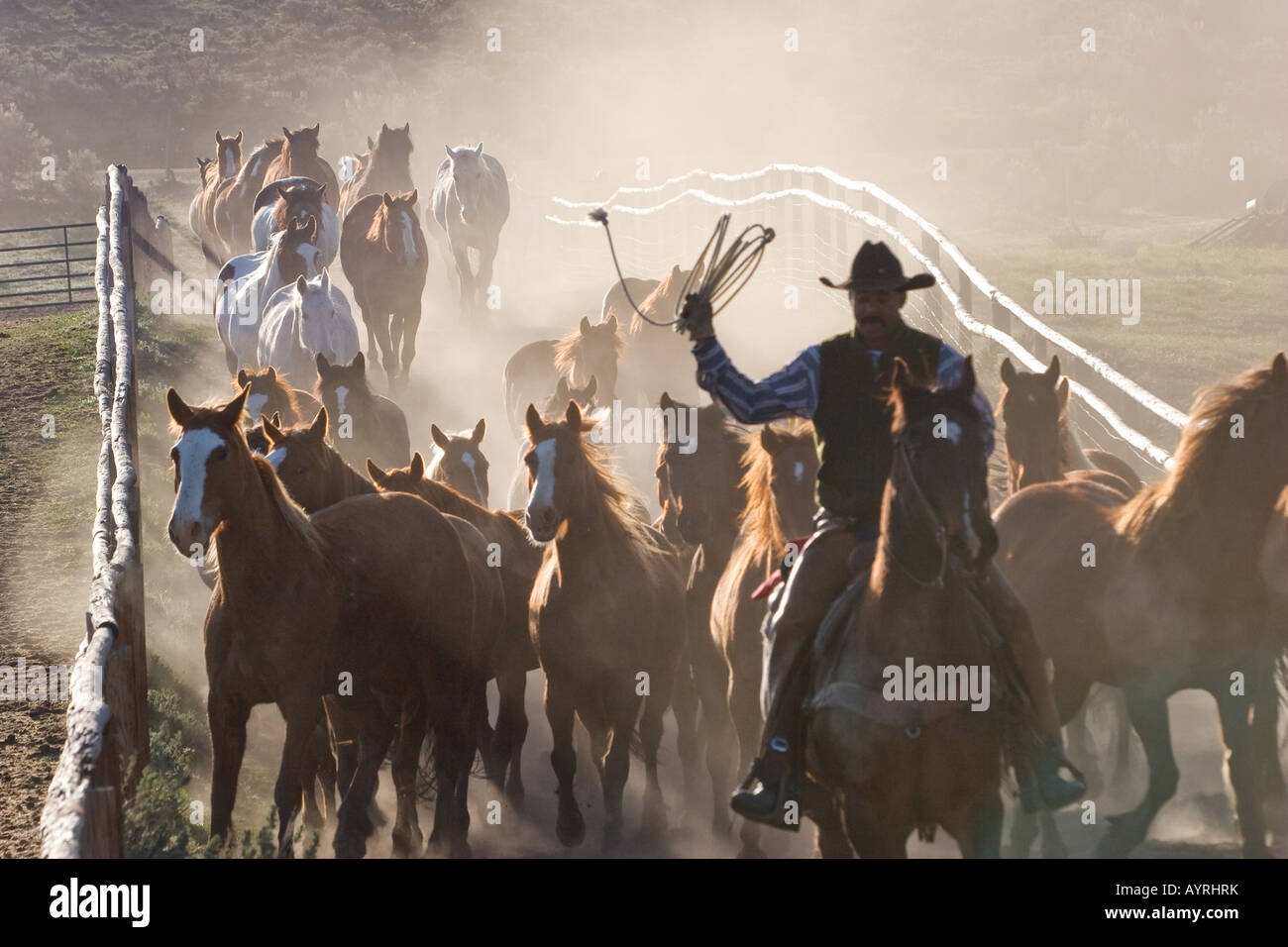 A group of horses are driven down a round up shoot Stock Photo - Alamy