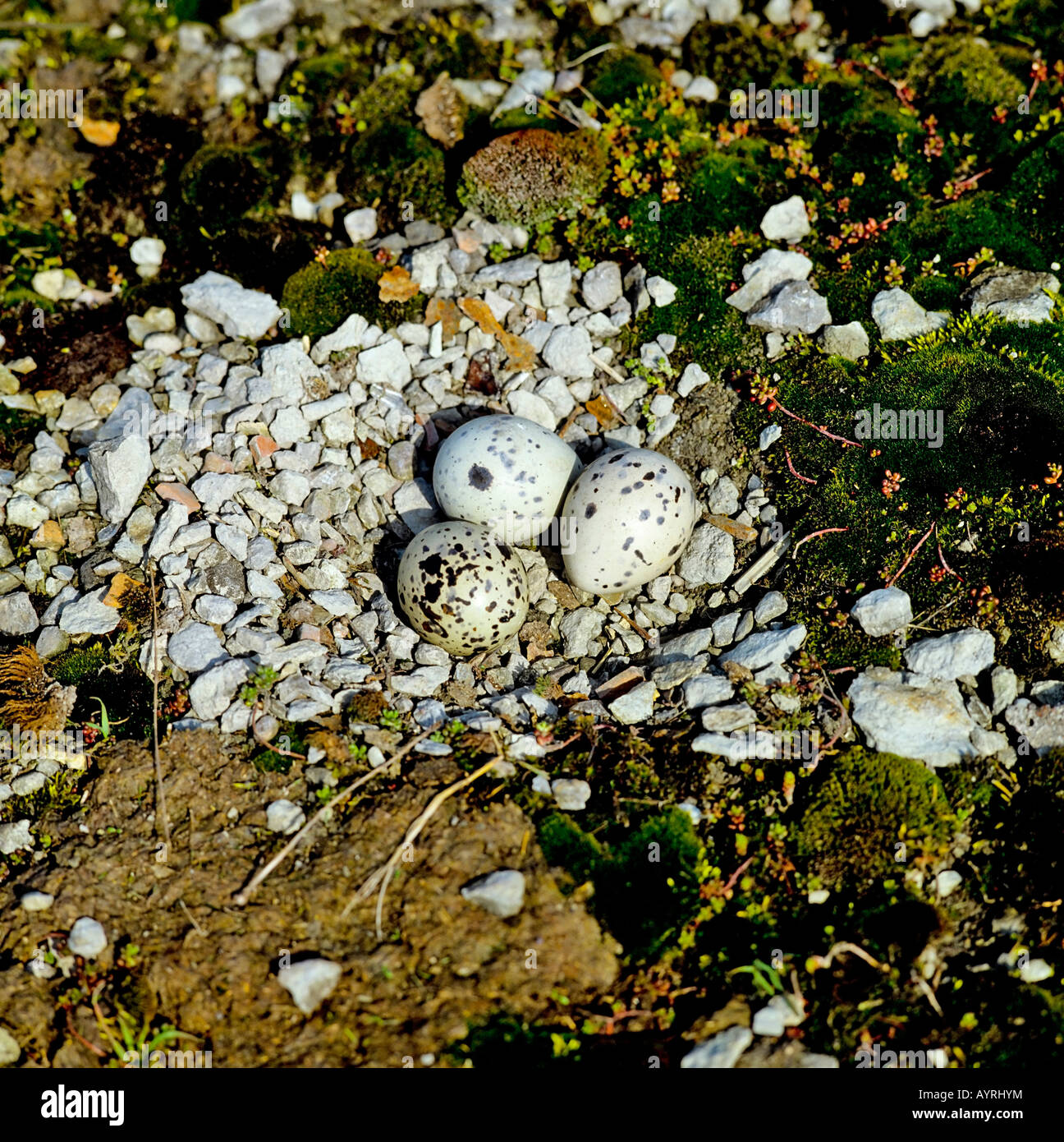 Eurasian Oystercatcher (Haematopus ostralegus) eggs, North Sea coast, Wattenmeer National Park, Germany, Europe Stock Photo