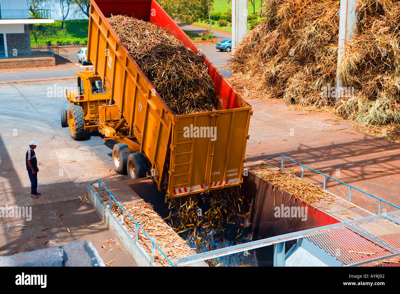 Tipper lorry unloads sugar cane hires stock photography and images Alamy