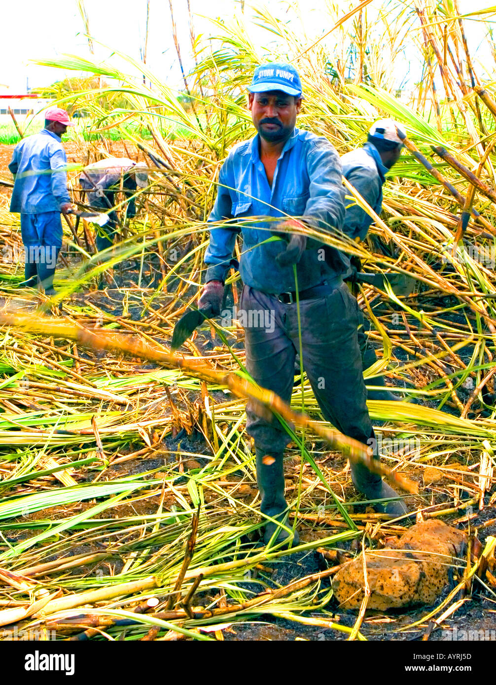Hand cutting sugar cane - Mauritius Stock Photo