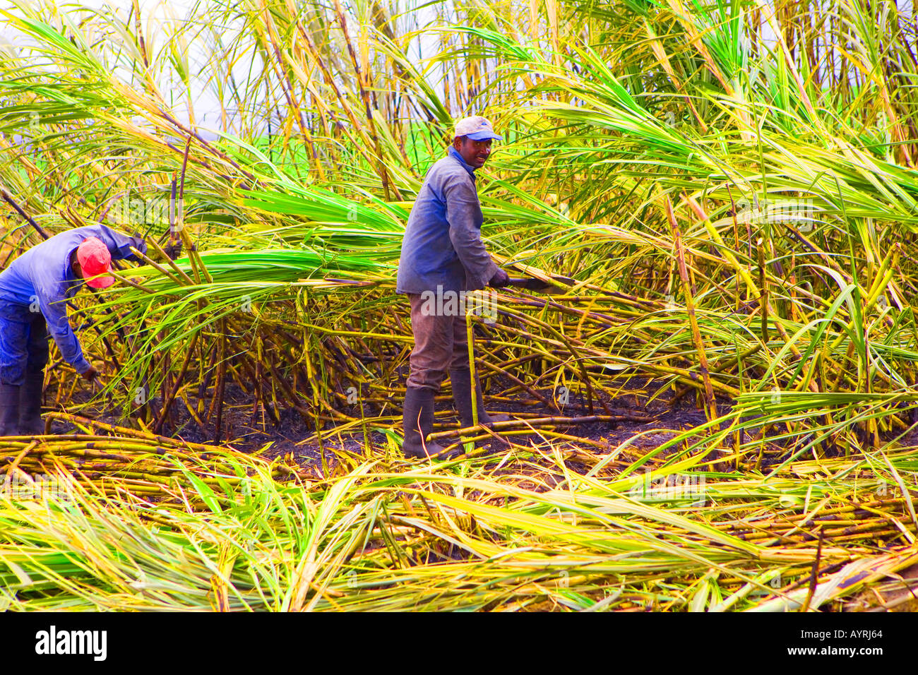 Cutting sugar cane by hand Stock Photo