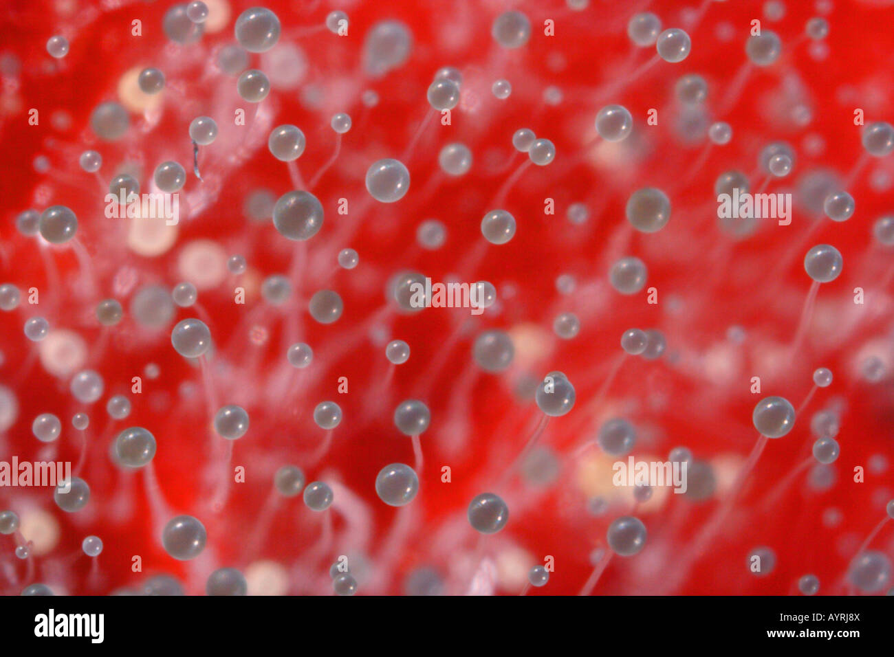 Botrytis cinerea hi-res stock photography and images - Alamy