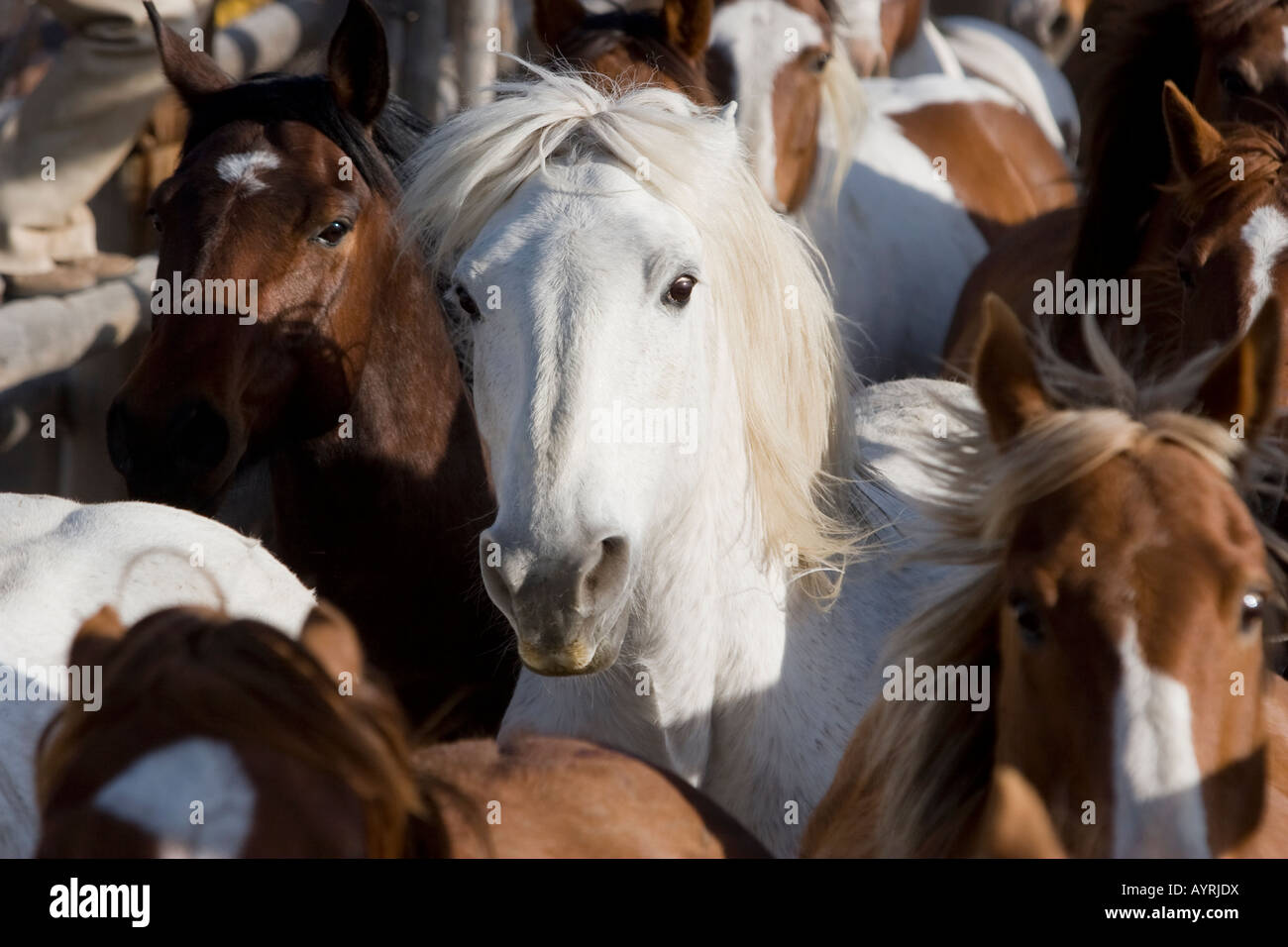 A group of horses are driven down a round up shoot Stock Photo - Alamy