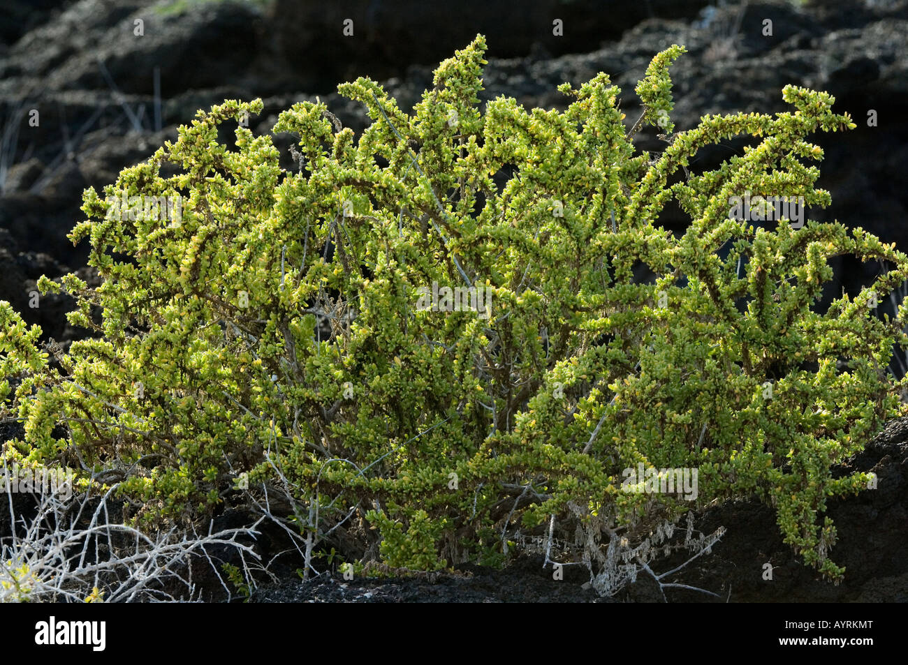Galapagos clubleaf (Nolana galapagensis) growing on Albemarle, Isabela Island, Galapagos, Ecuador Stock Photo