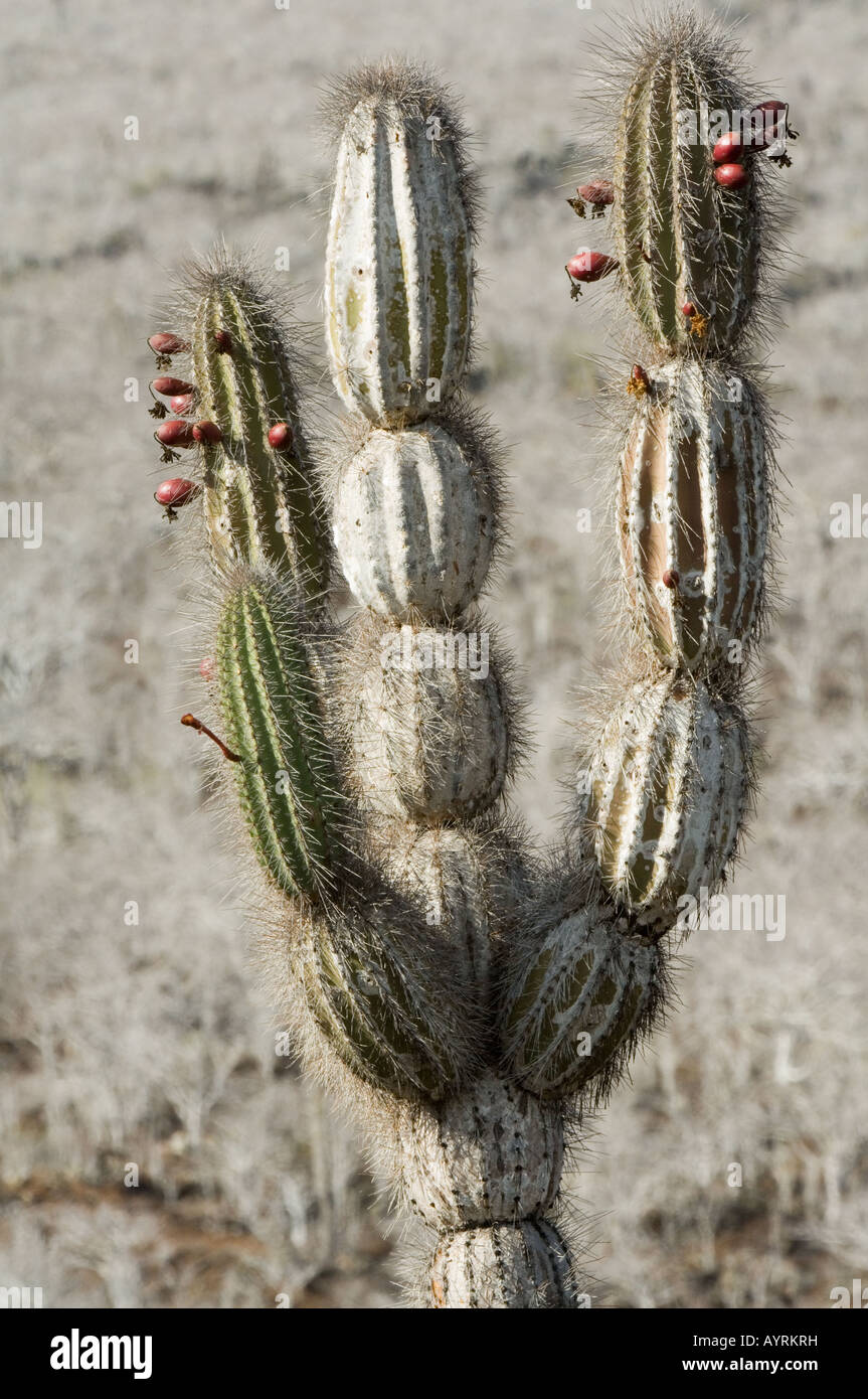 Candelabra Cactus (Jasminocereus thouarsii var. sclerocarpus) reddish purple globular shaped