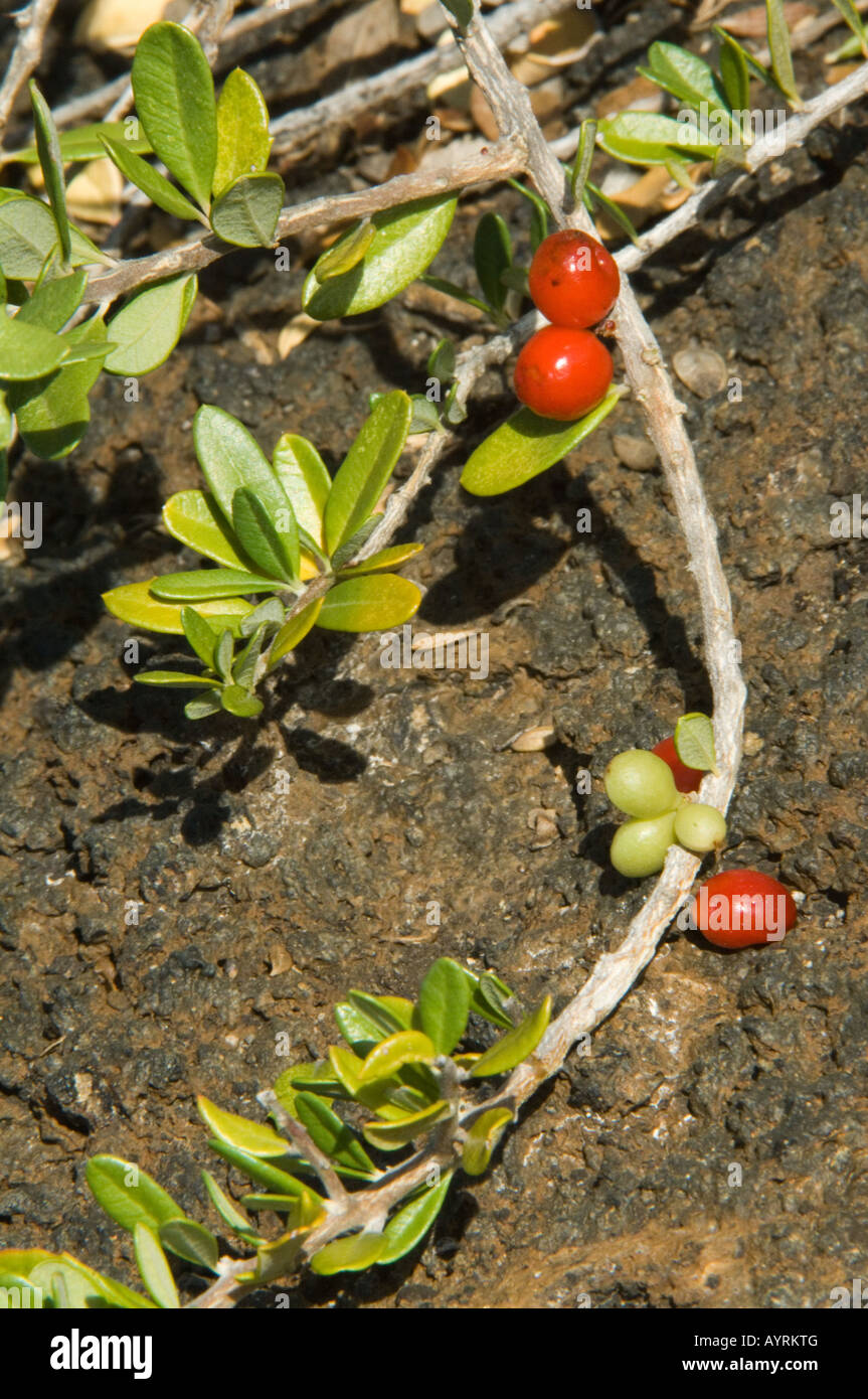 Bitterbush (Castela galapageia) berries growing in lava, Albemarle, Isabela Island, Galapagos, Ecuador Stock Photo
