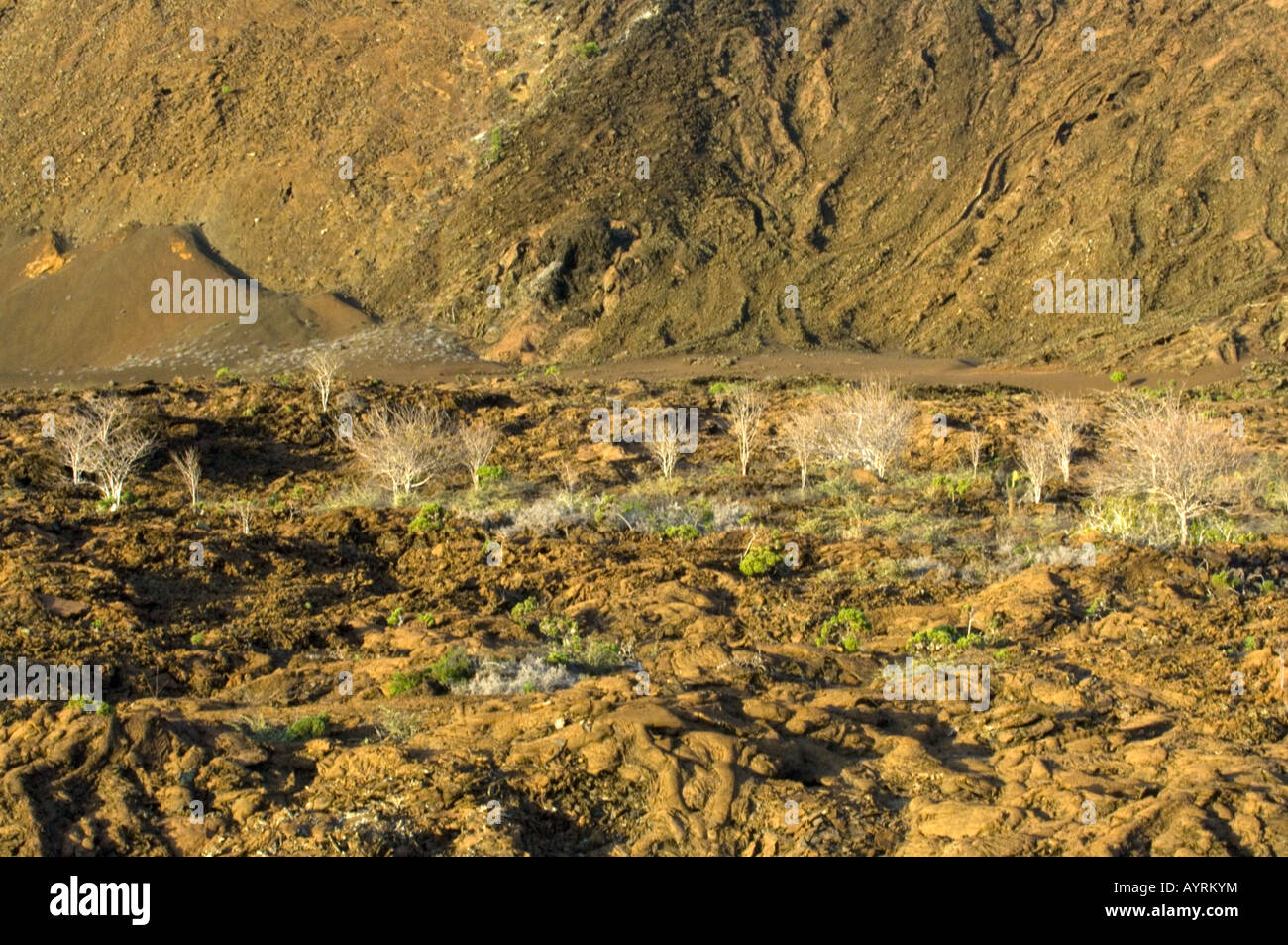 Palo Santo (Bursera graveolens) trees growing amongst lava rock, Bartolome, Galapagos, Ecuador, South America Stock Photo