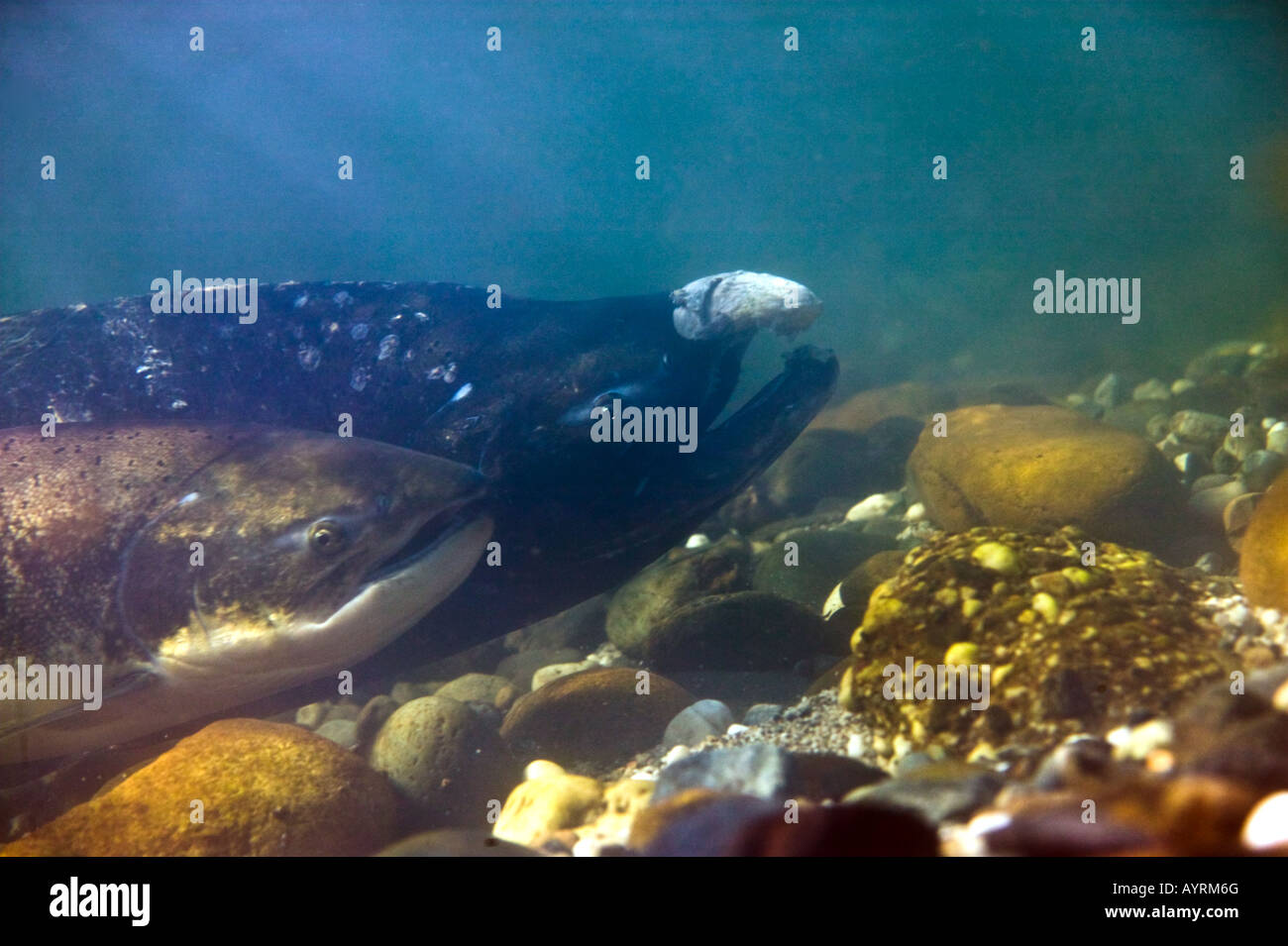 Pair of spawning laterun california Chinook Salmon, Yuba River Stock