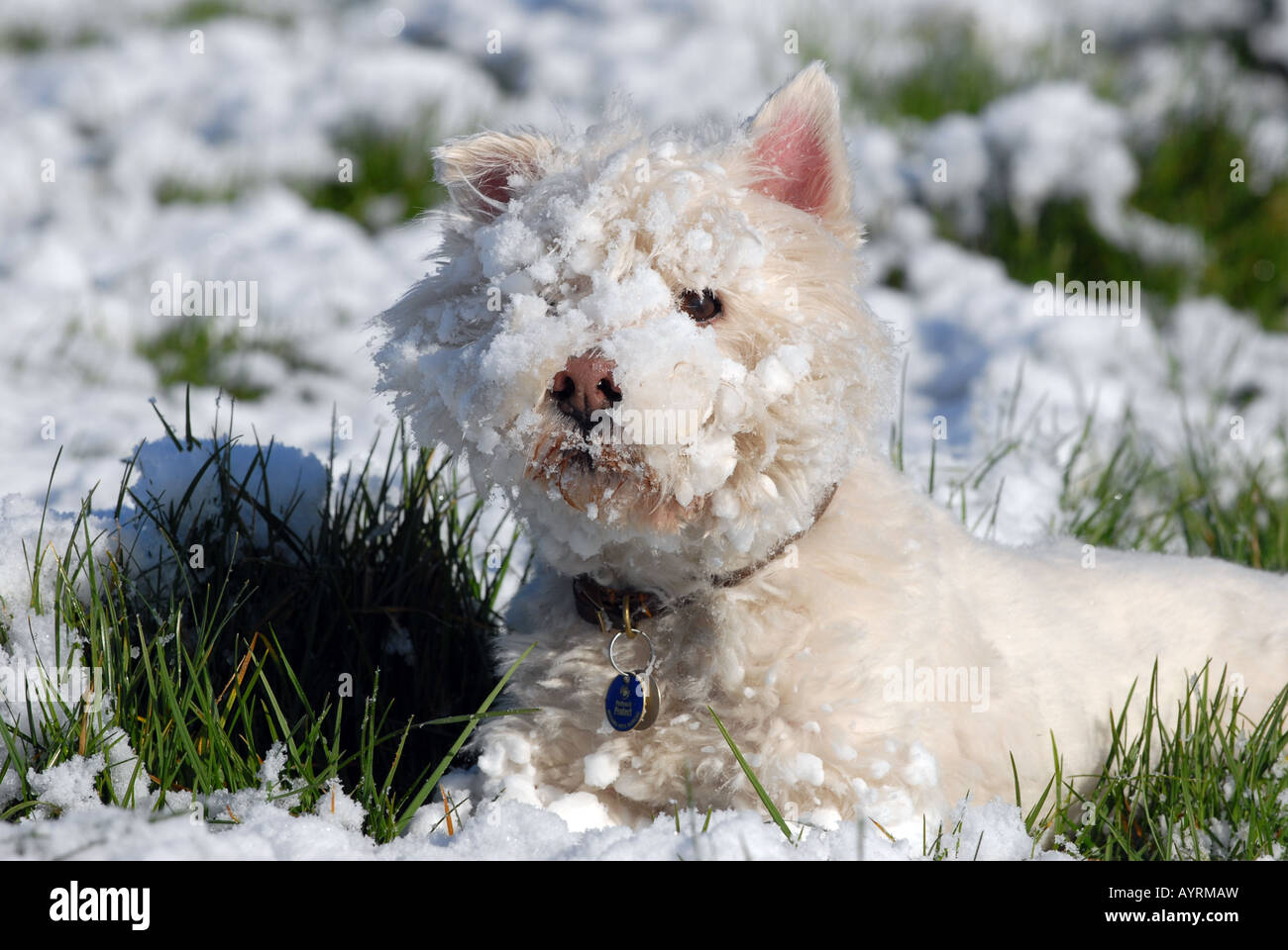 Snow westie hot sale