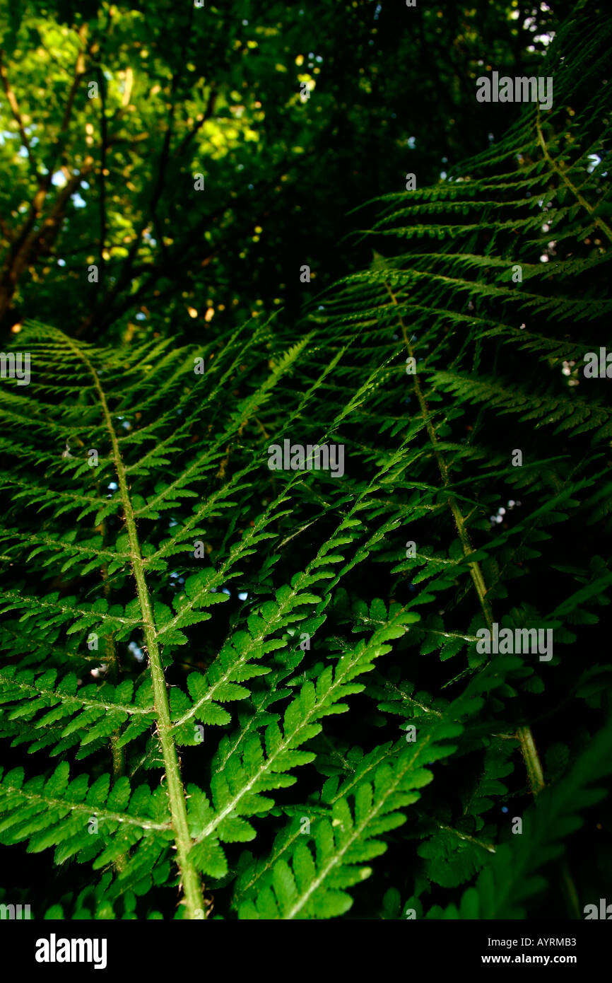 Ferns under trees Stock Photo Alamy