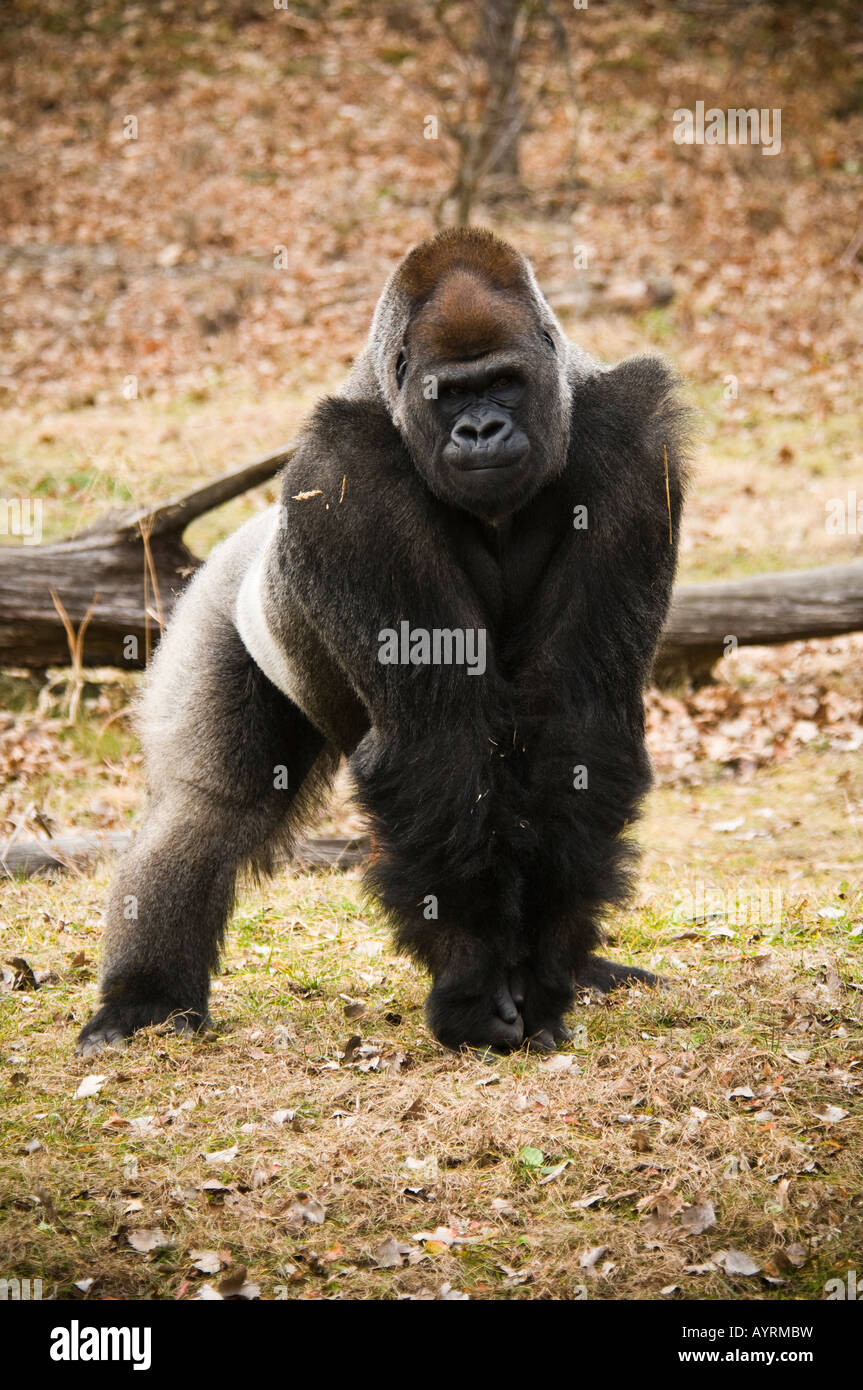 Silverback Gorilla Stance Stock Photo