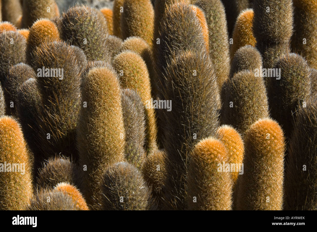 Lava Cactus (Brachycereus nesioticus) close up Punta Espinosa Fernandina Island Galapagos Ecuador Stock Photo