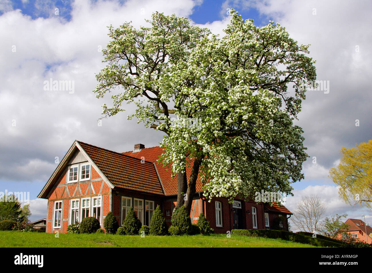 Blossoming European Pear tree (Pyrus communis) growing in a garden in spring beside a timber-frame country home, Schleswig-Hols Stock Photo