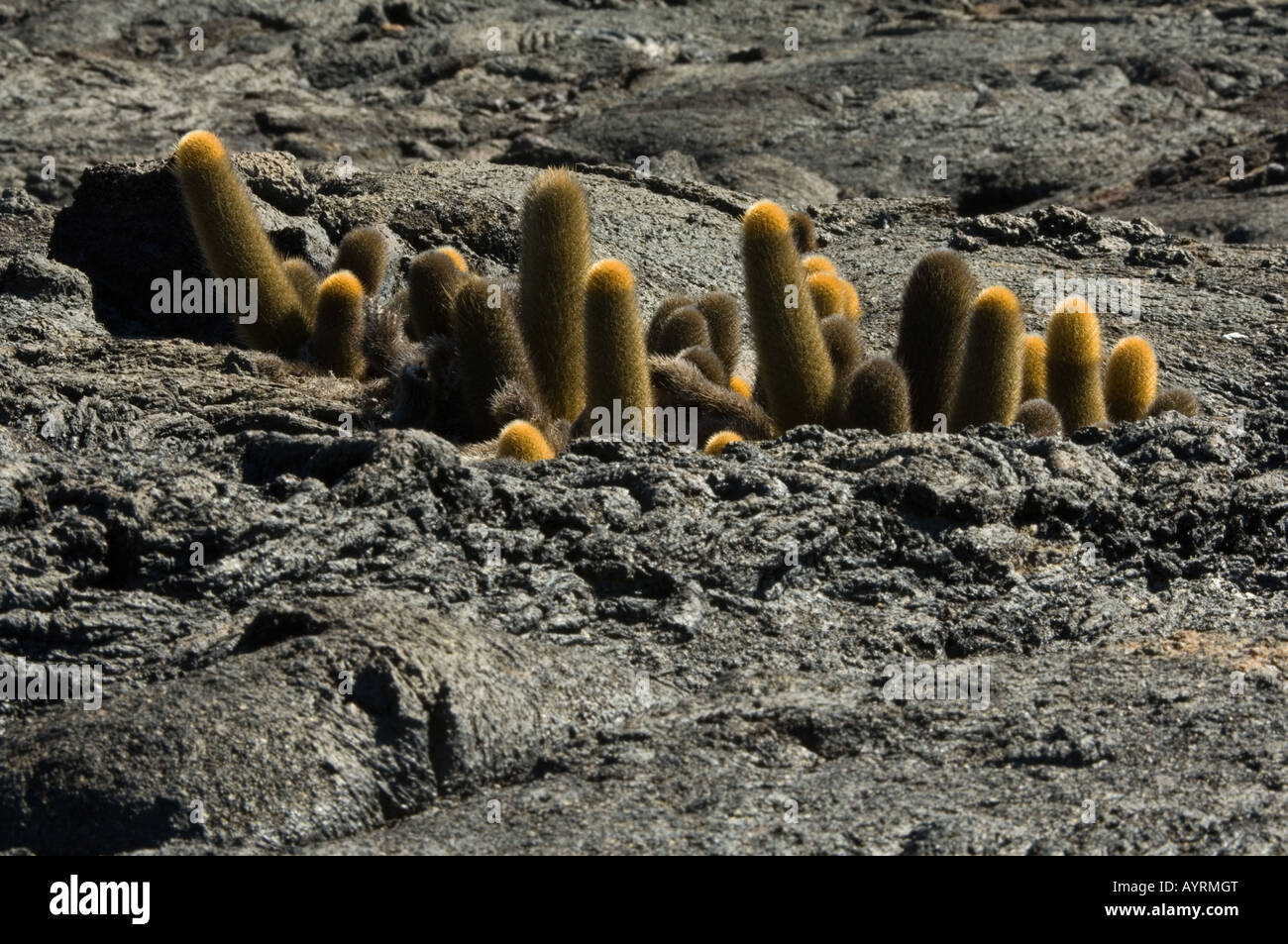 Lava Cactus (Brachycereus nesioticus) grows on barren lava field Punta Espinosa Fernandina Island Galapagos Ecuador Stock Photo
