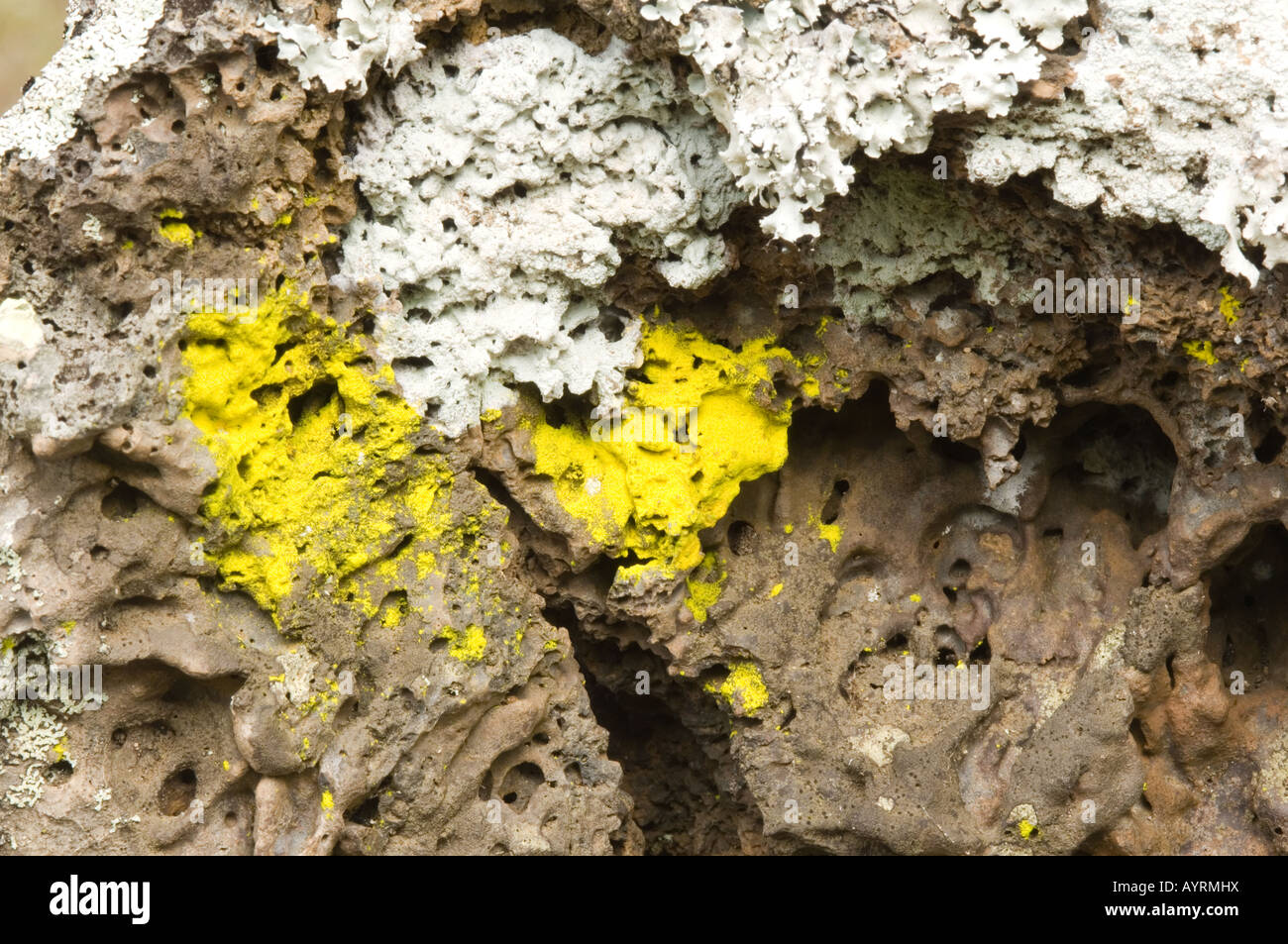 Lichen patterns on lava La Galapaguera St Cristobal Galapagos Ecuador ...