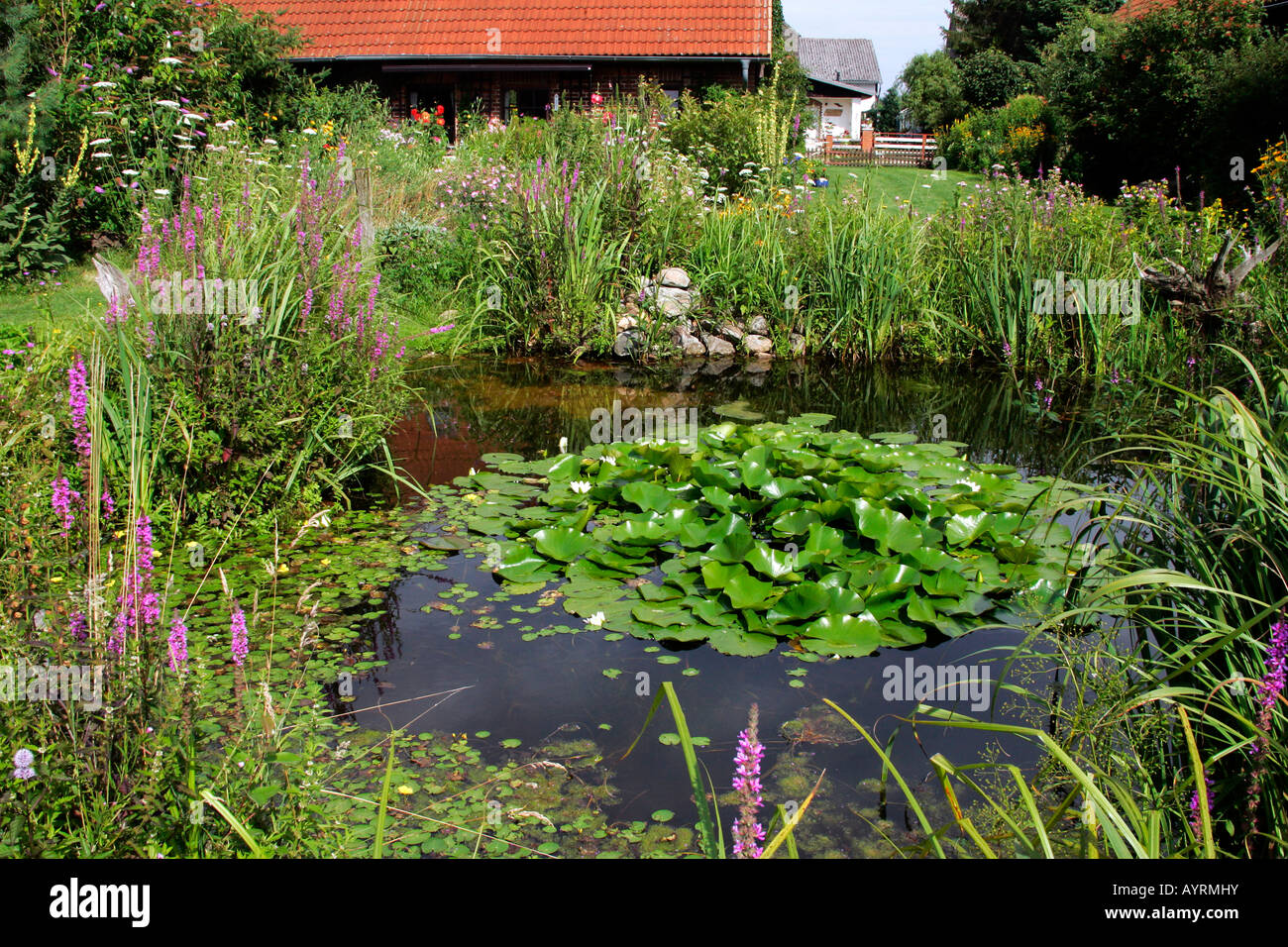 Natural garden with pond in summertime, European White Waterlily (Nymphaea alba), Purple Loosestrife (Lythrum salicaria) and Fr Stock Photo
