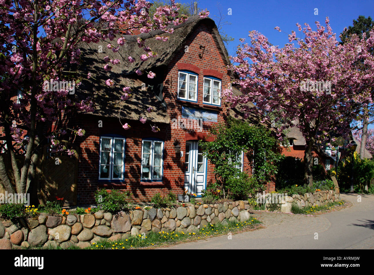 Blossoming cherry trees and old stone wall in front of a historic Frisian thatched-roof house, Amrum Island, North Friesland, S Stock Photo