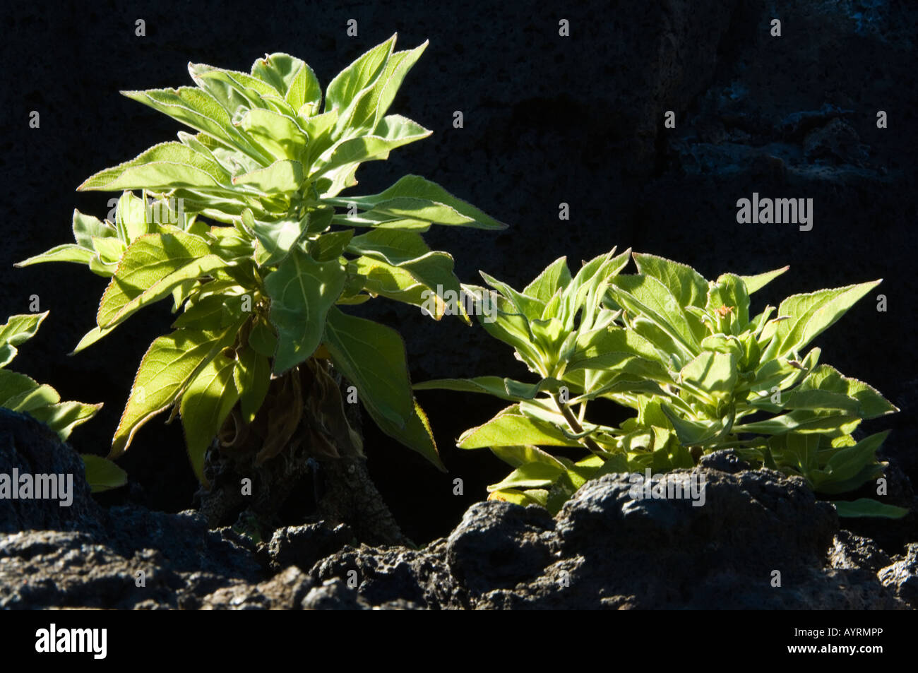 Radiate headed Scalesia (Scalesia affinis) endemic shrub Punta Moreno Isabela Galapagos Ecuador Stock Photo