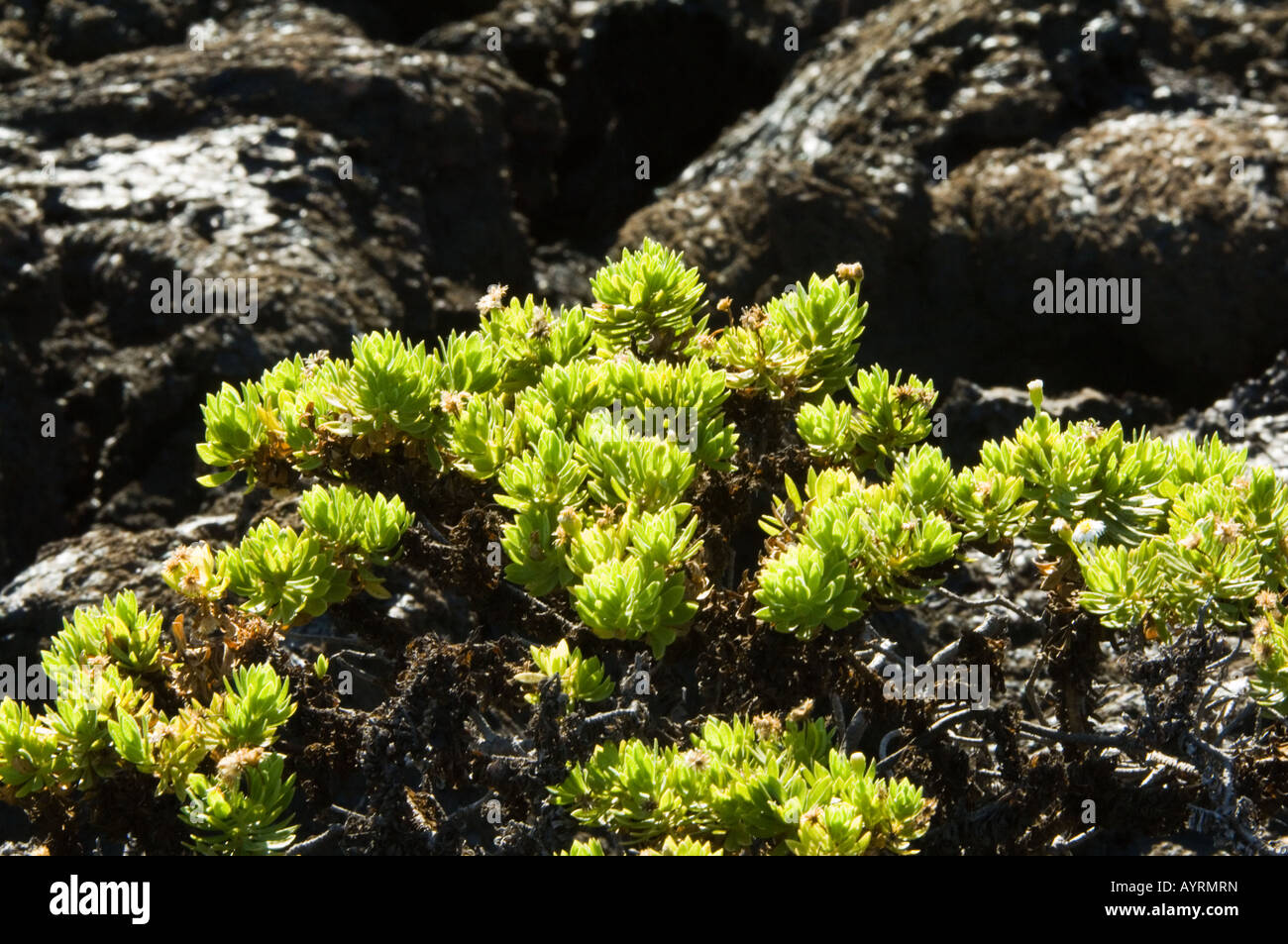 Lanceleaved Darwin Bush (Darwiniothamnus tenuifolius) growing in
