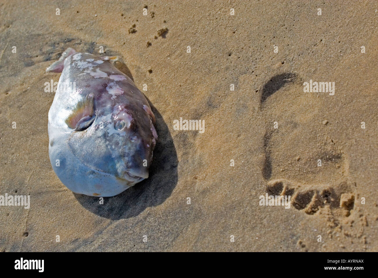 Footprint next to a stranded blowfish on the beach Stock Photo