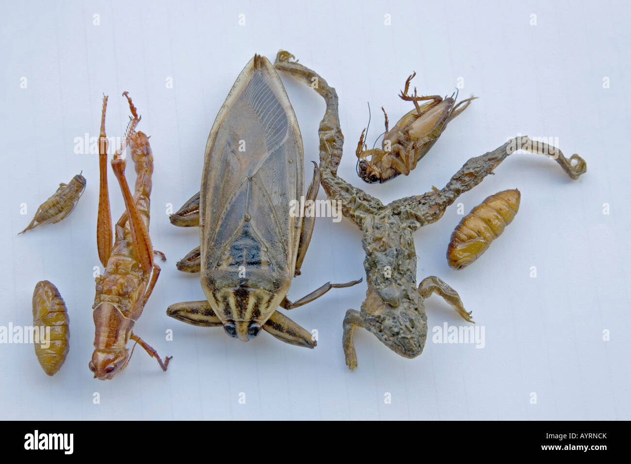 Deep-fried frog, water bug, cicada, grasshopper and maggots, Thai delicacies, Thailand, Southeast Asia Stock Photo