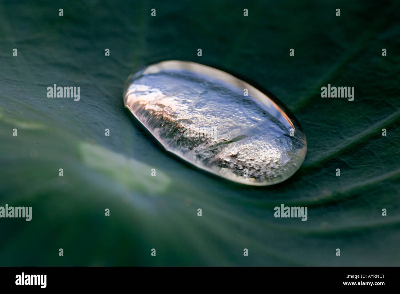 Water droplet on a lotus leaf Stock Photo