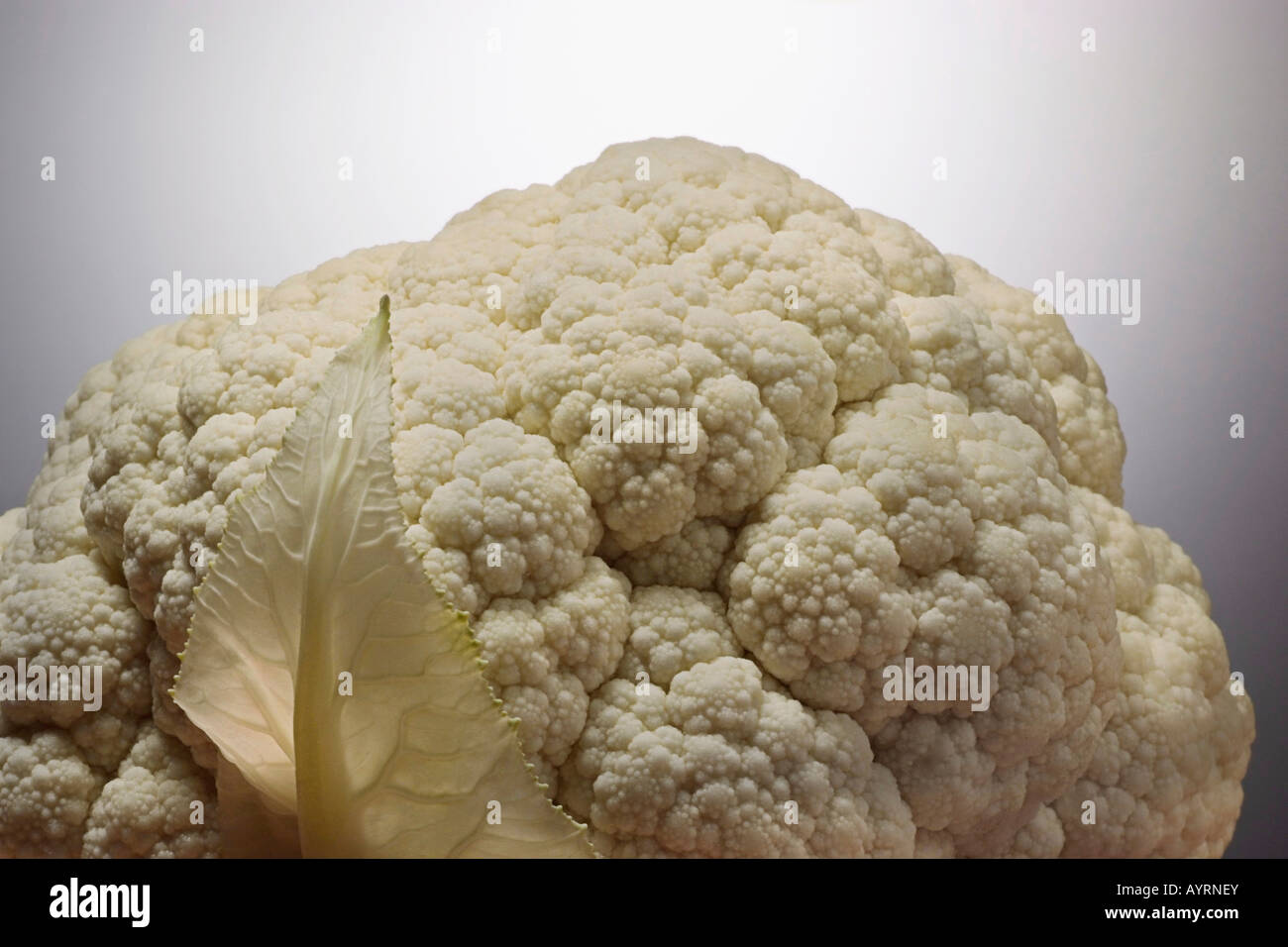 Cauliflower, detail (Brassica oleracea var. botrytis) Stock Photo