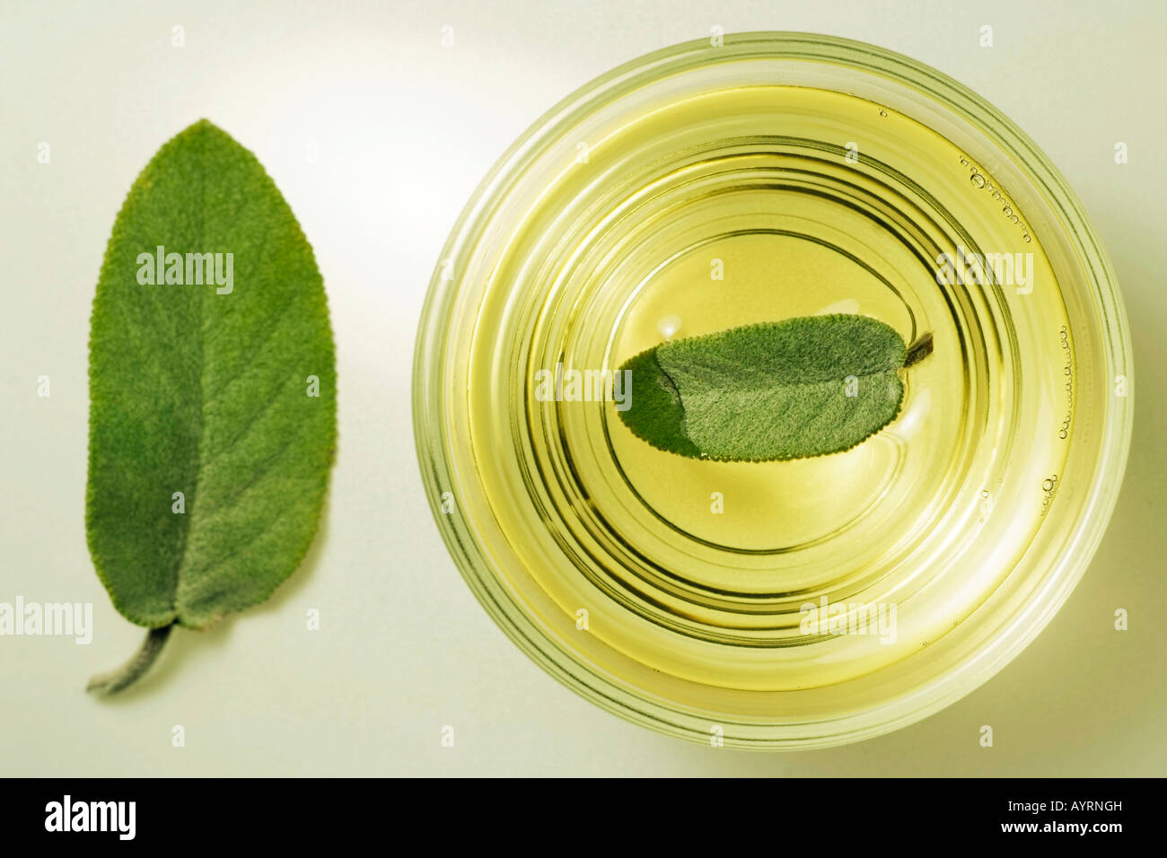 Sage tea in a glass Stock Photo