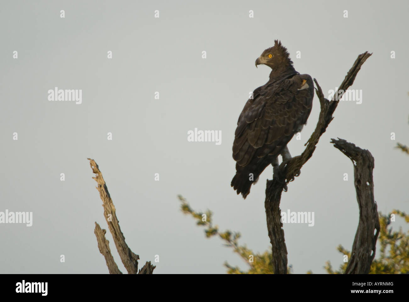 A crowned eagle perched on a branch and surveying the surroundings Stock Photo