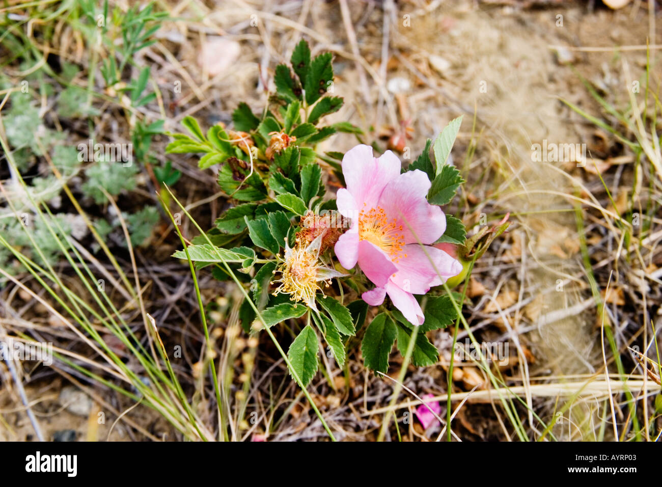 Rosa arkansana hi-res stock photography and images - Alamy