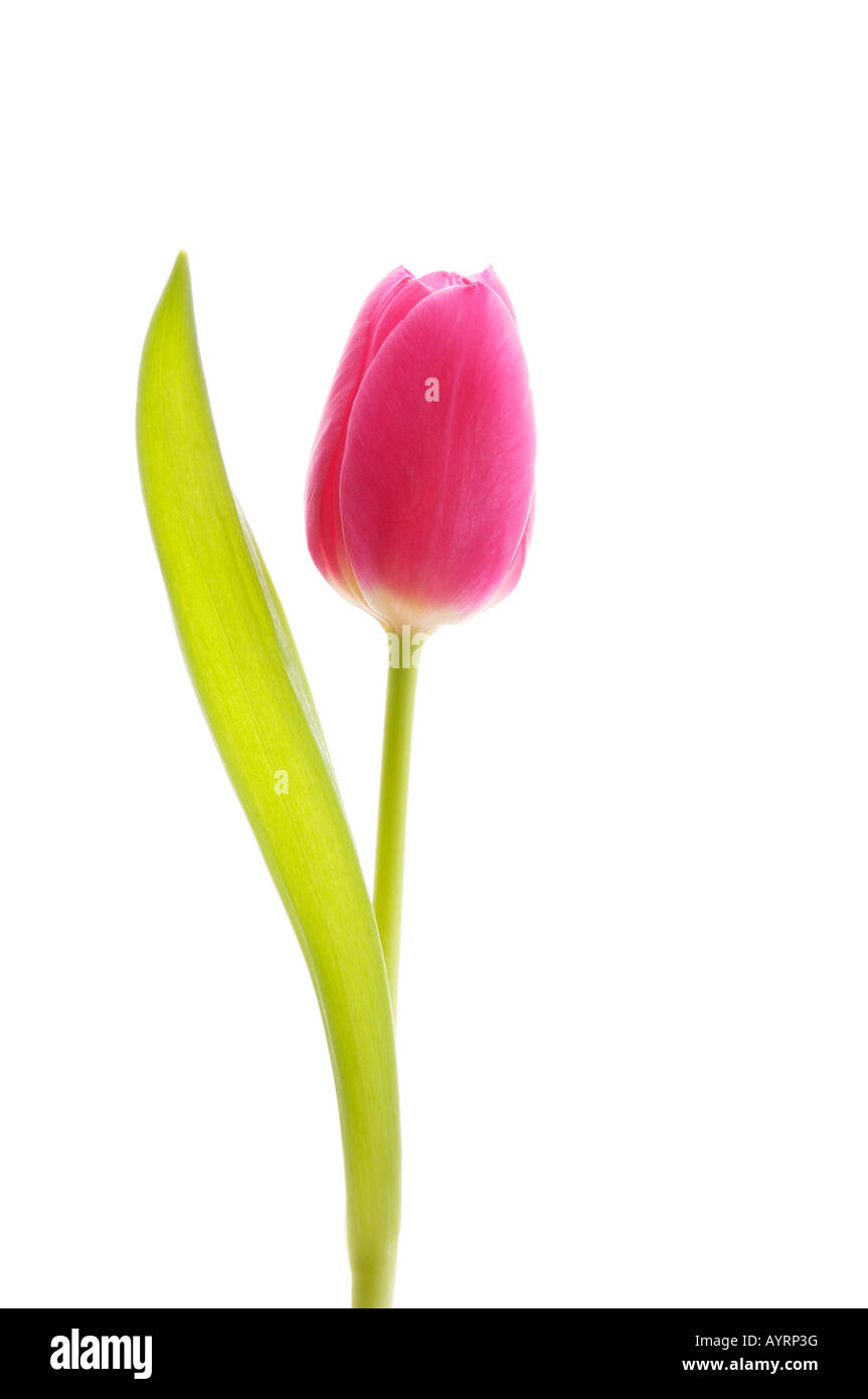 Tulip (Tulipa) Stock Photo