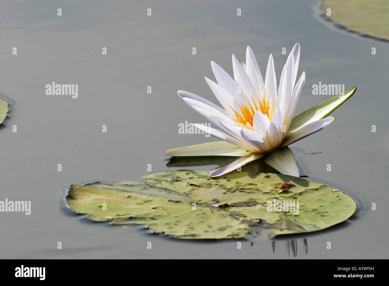 Waterlily (Nymphaea), Cuando River, Caprivi Strip, Namibia, Africa Stock Photo