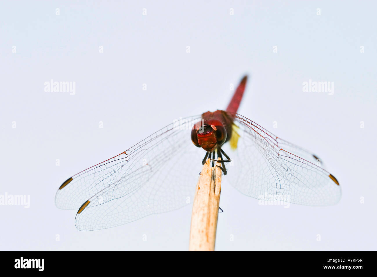 African Dragonfly (Odonata), Namibia, Africa Stock Photo