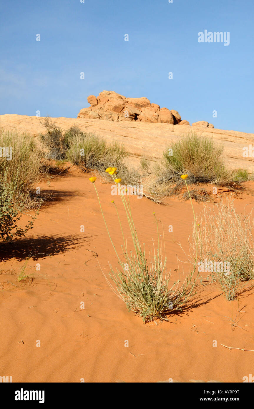 Rippled red desert sand, limestone outcrop and sage brush Stock Photo