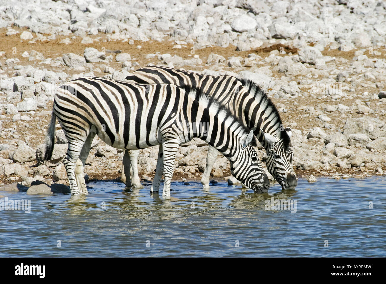 Plains Zebras, Common Zebras or Burchell's Zebras (Equus quagga) drinking from a waterhole, Etosha National Park, Namibia, Afri Stock Photo