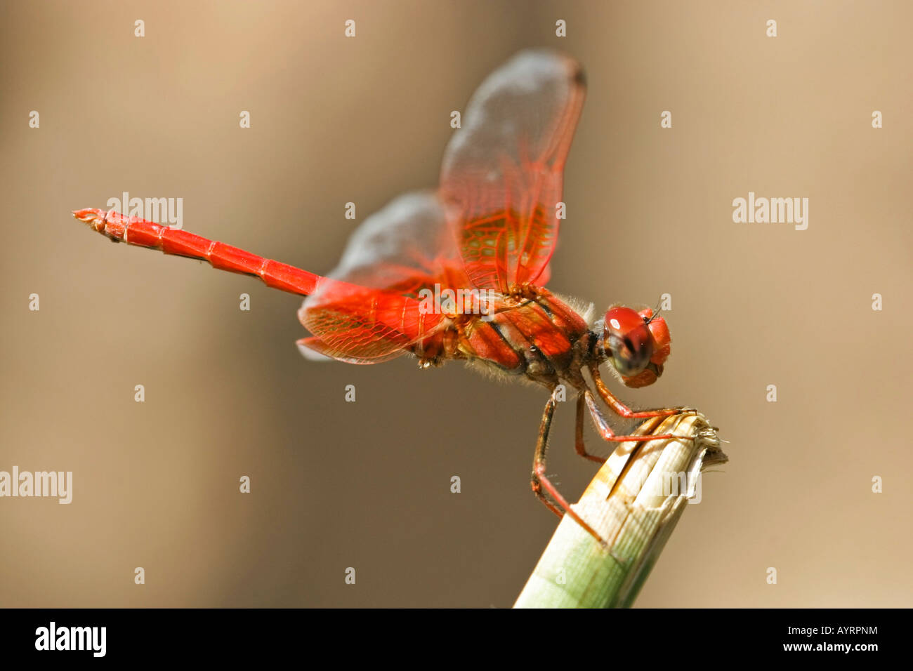 African dragonfly (Odonata), Namibia, Africa Stock Photo