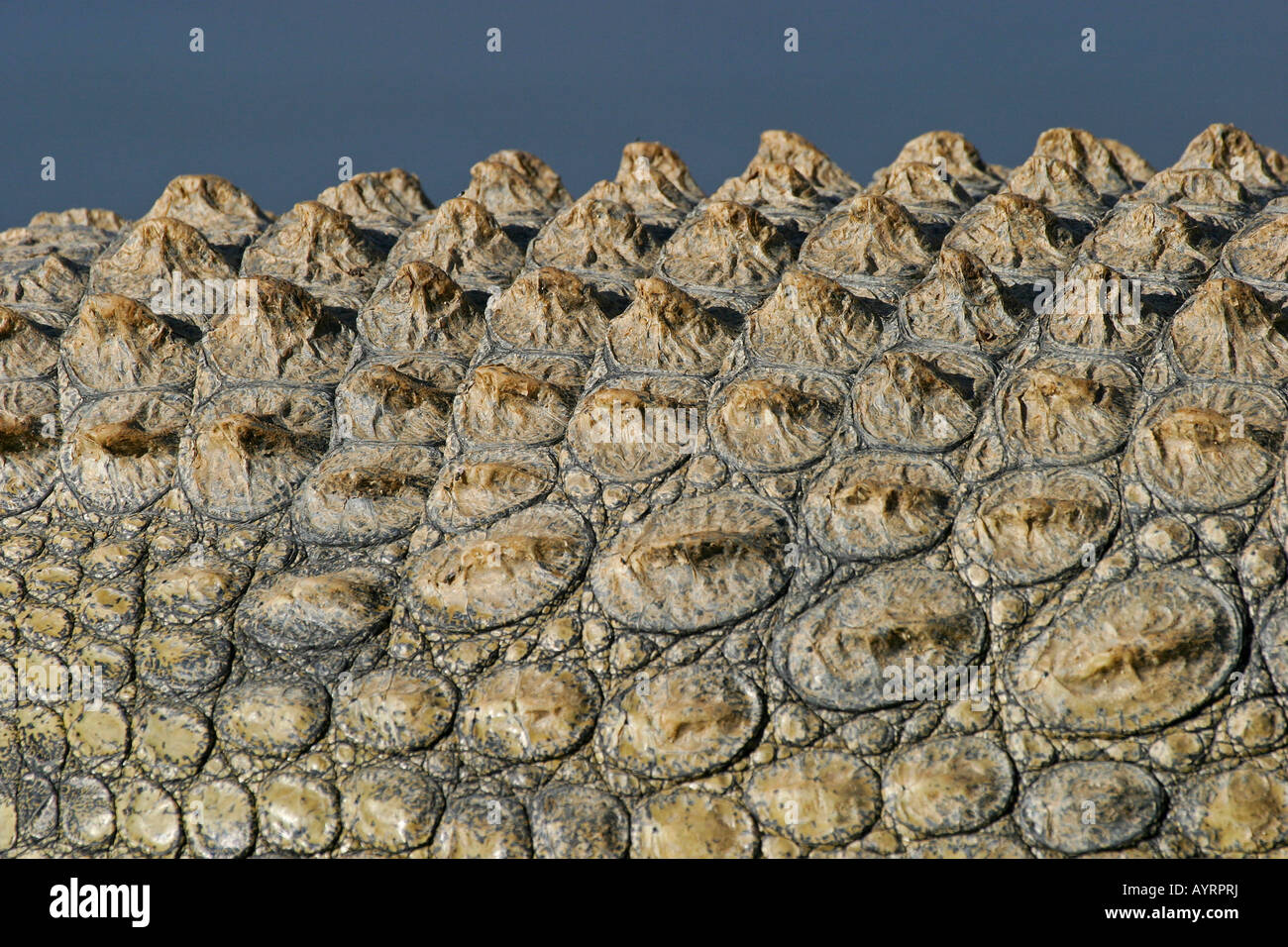 Scales, skin, Nile Crocodile (Crocodylus niloticus), Namibia, Africa Stock Photo