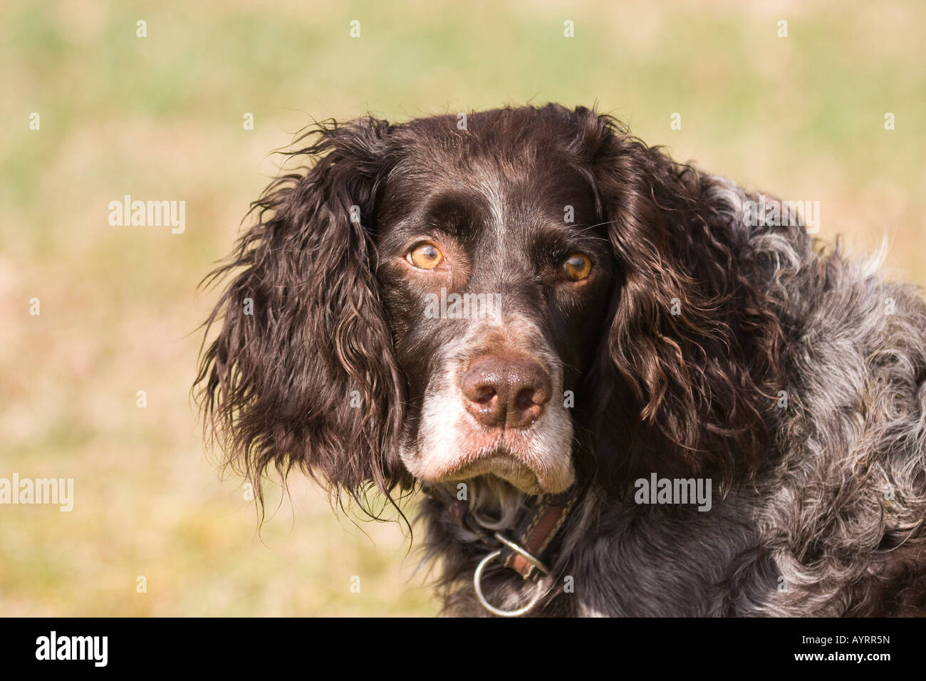 Deutscher Wachtel, German Spaniel, hunting dog, hound Stock Photo