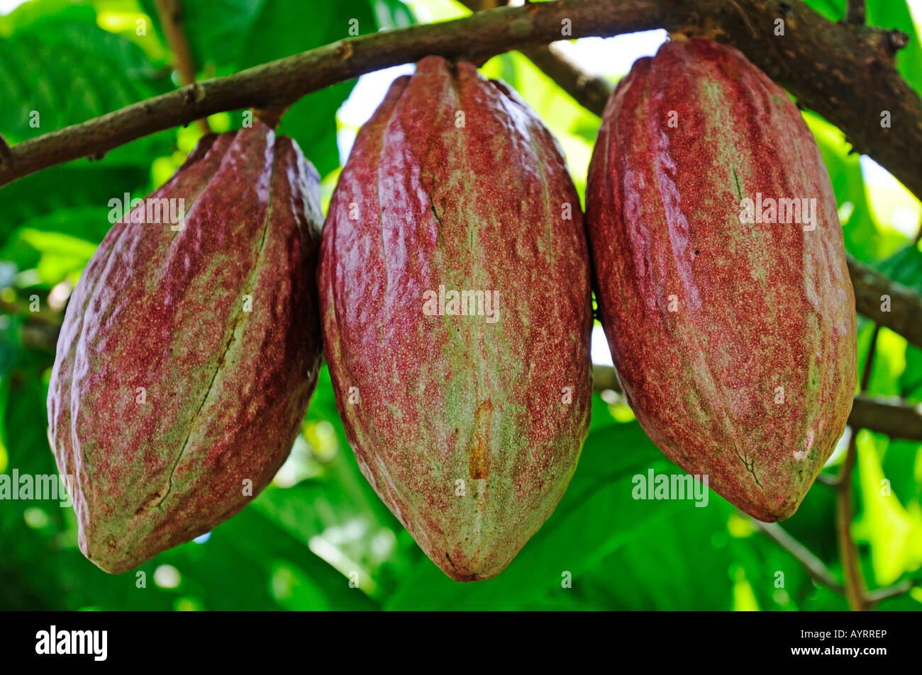Cacao tree with fruit pods in La Fortuna, Costa Rica, Central America