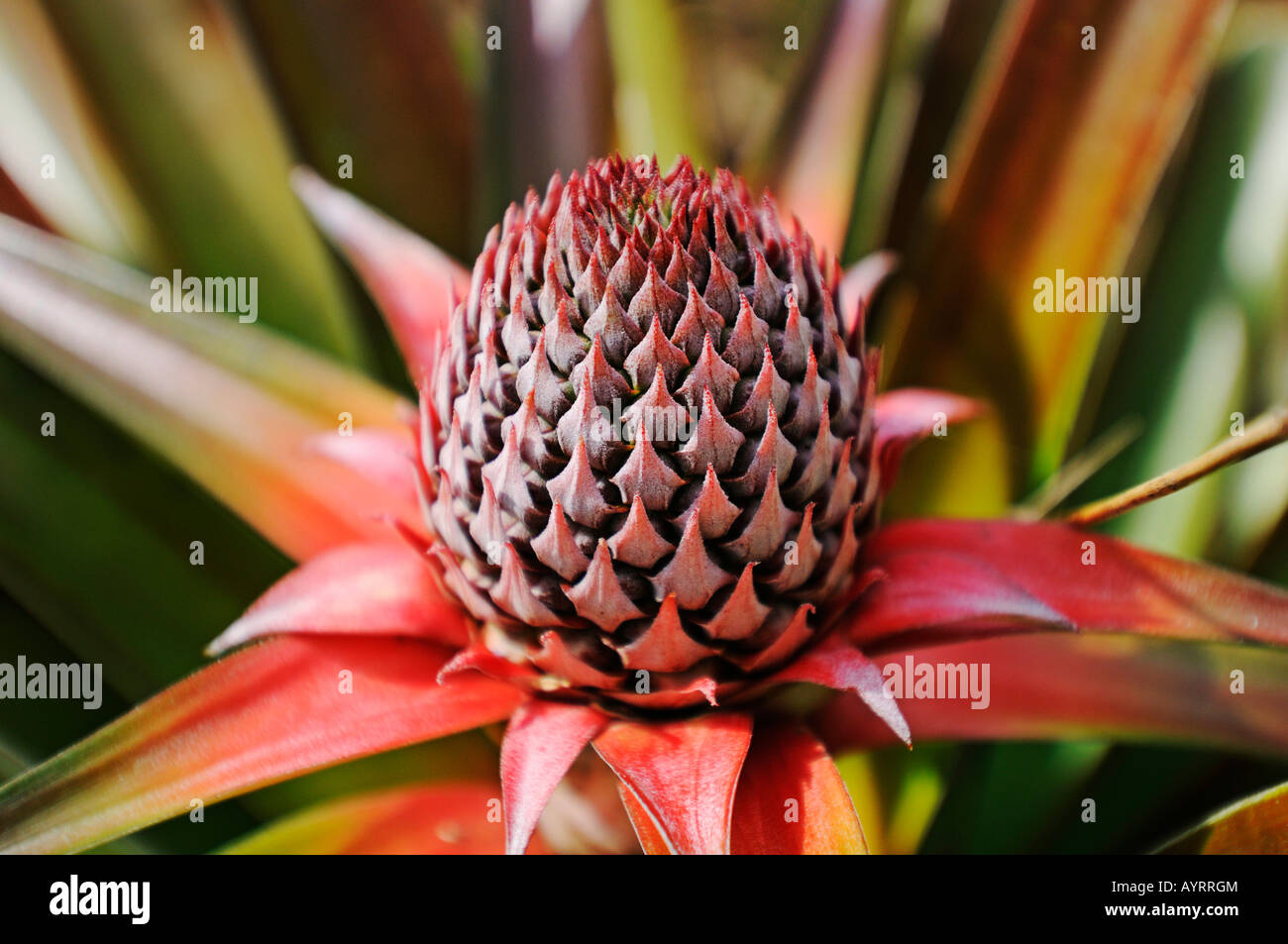 Pineapple plant (Ananas comosus) in La Fortuna, Costa Rica, Central America Stock Photo