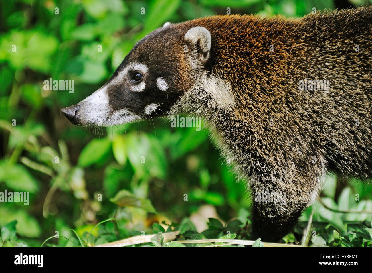 White-nosed Coati (Nasua narica Stock Photo