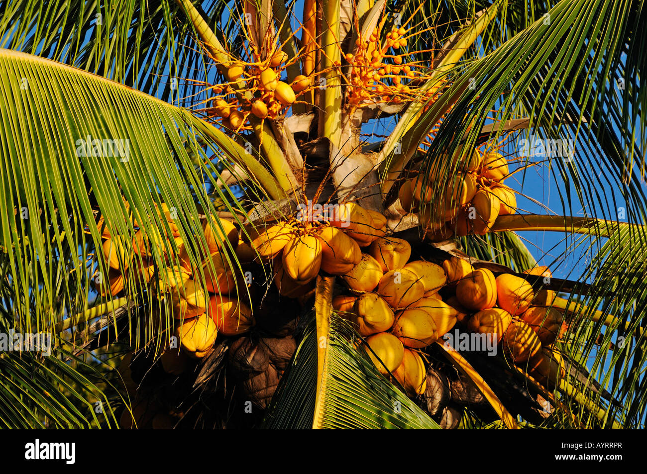 Coconut palm, Cocos nucifera, Costa Rica, Central America Stock Photo