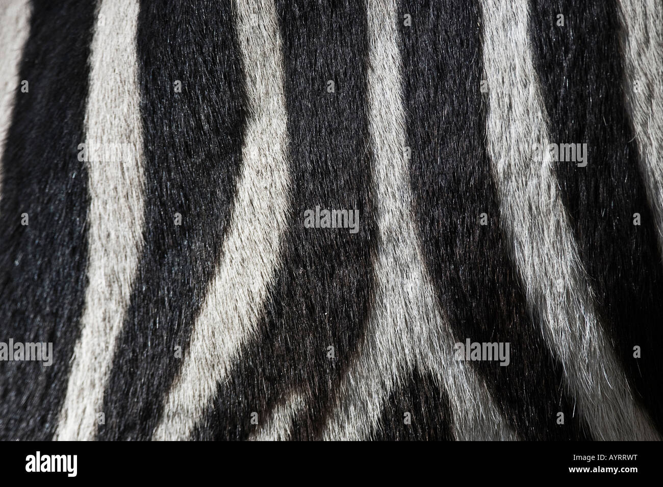 Fur detail, Zebra stripes (Equus quagga) Stock Photo